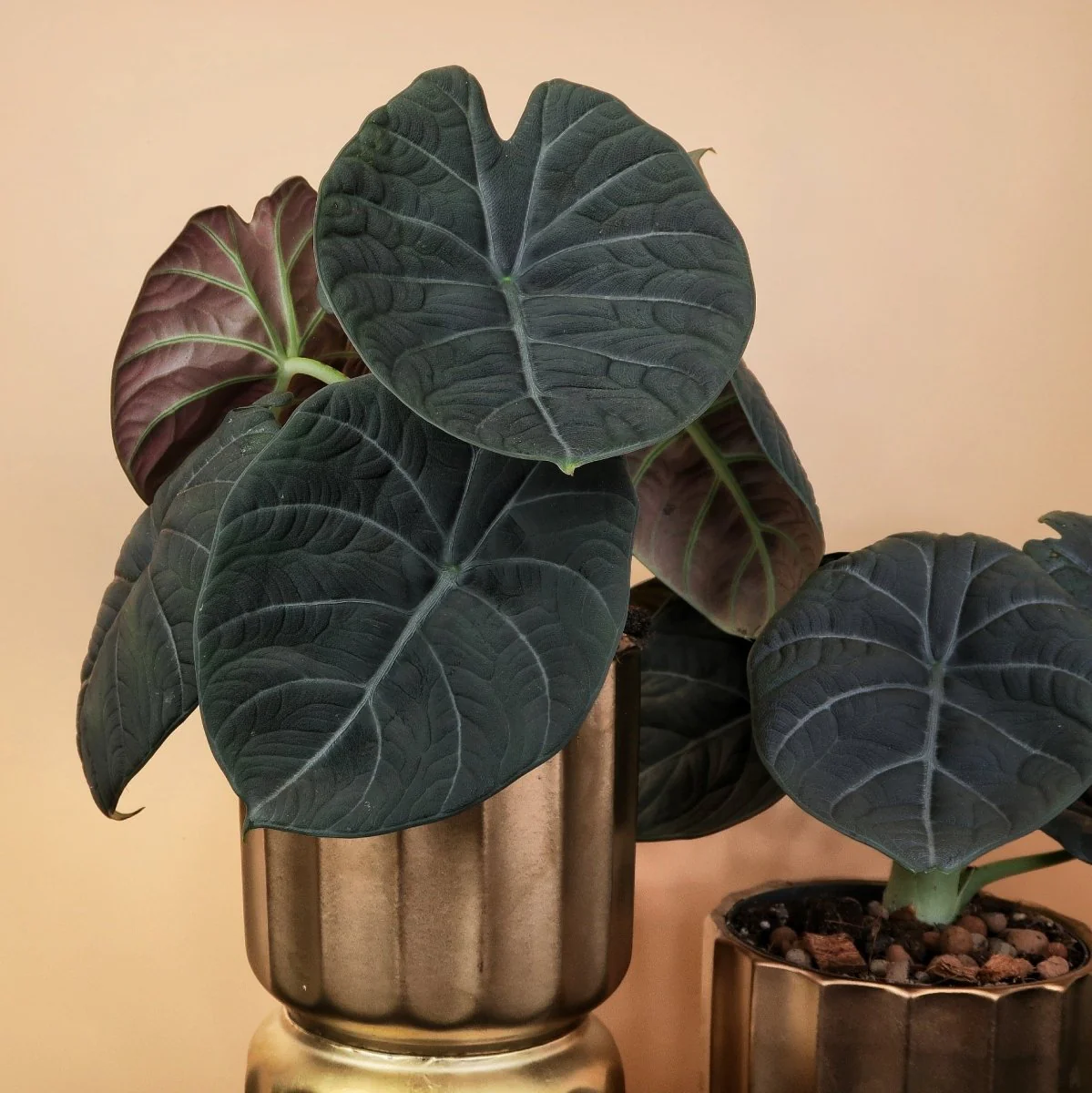 ALOCASIA MAHARANI - Image 4
