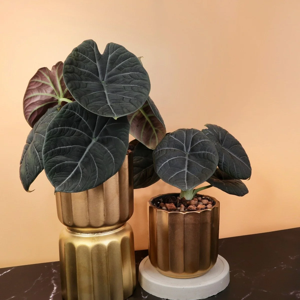 ALOCASIA MAHARANI - Image 5