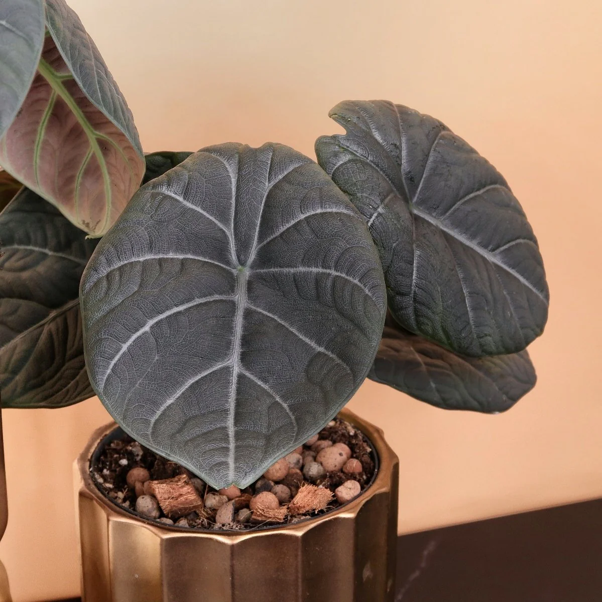 ALOCASIA MAHARANI - Image 6