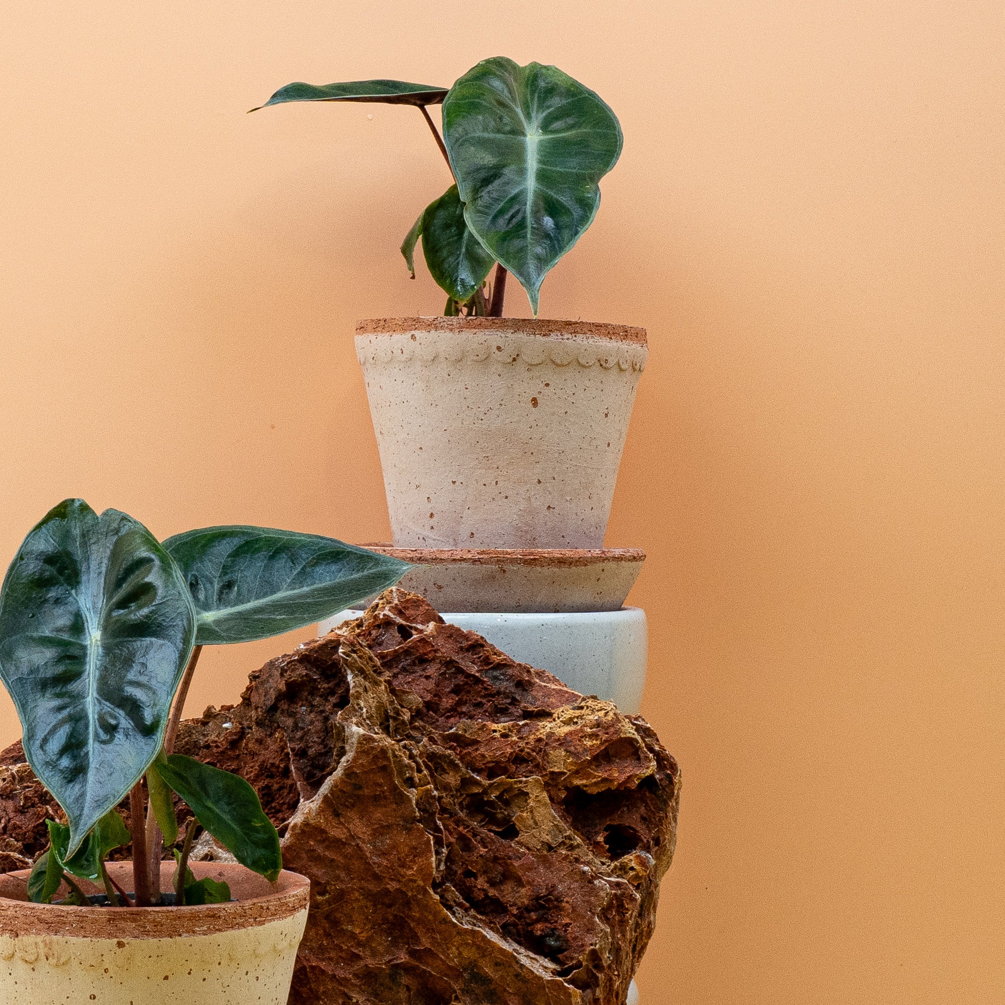 ALOCASIA PINK DRAGON - Image 10