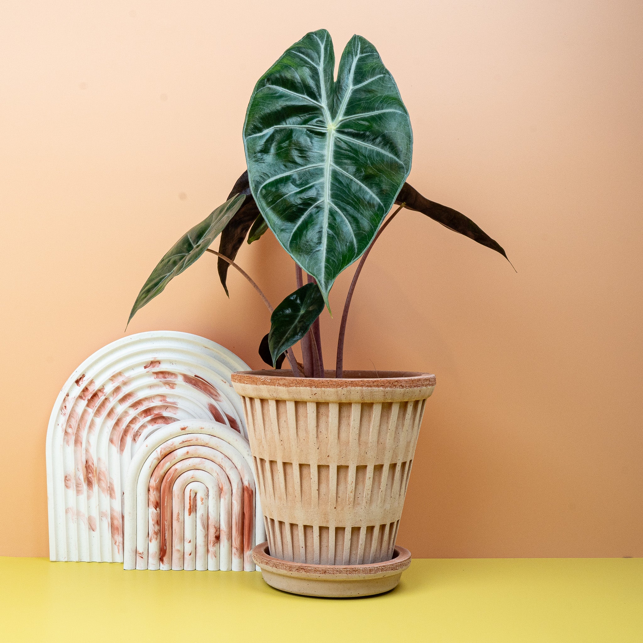 ALOCASIA PINK DRAGON - Image 3