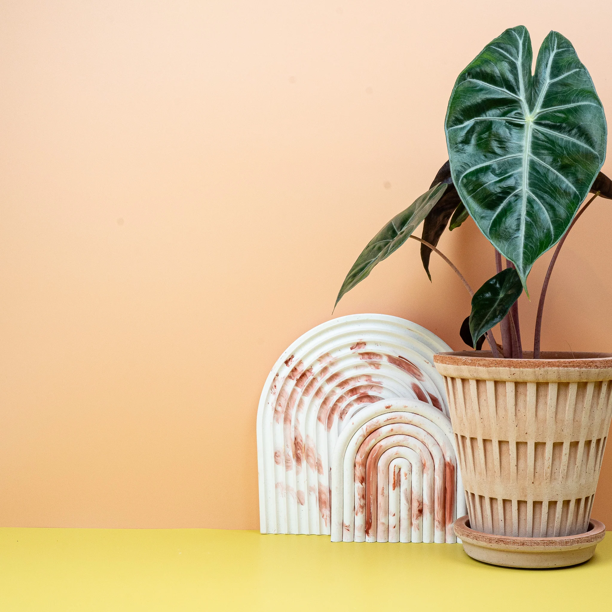 ALOCASIA PINK DRAGON - Image 4