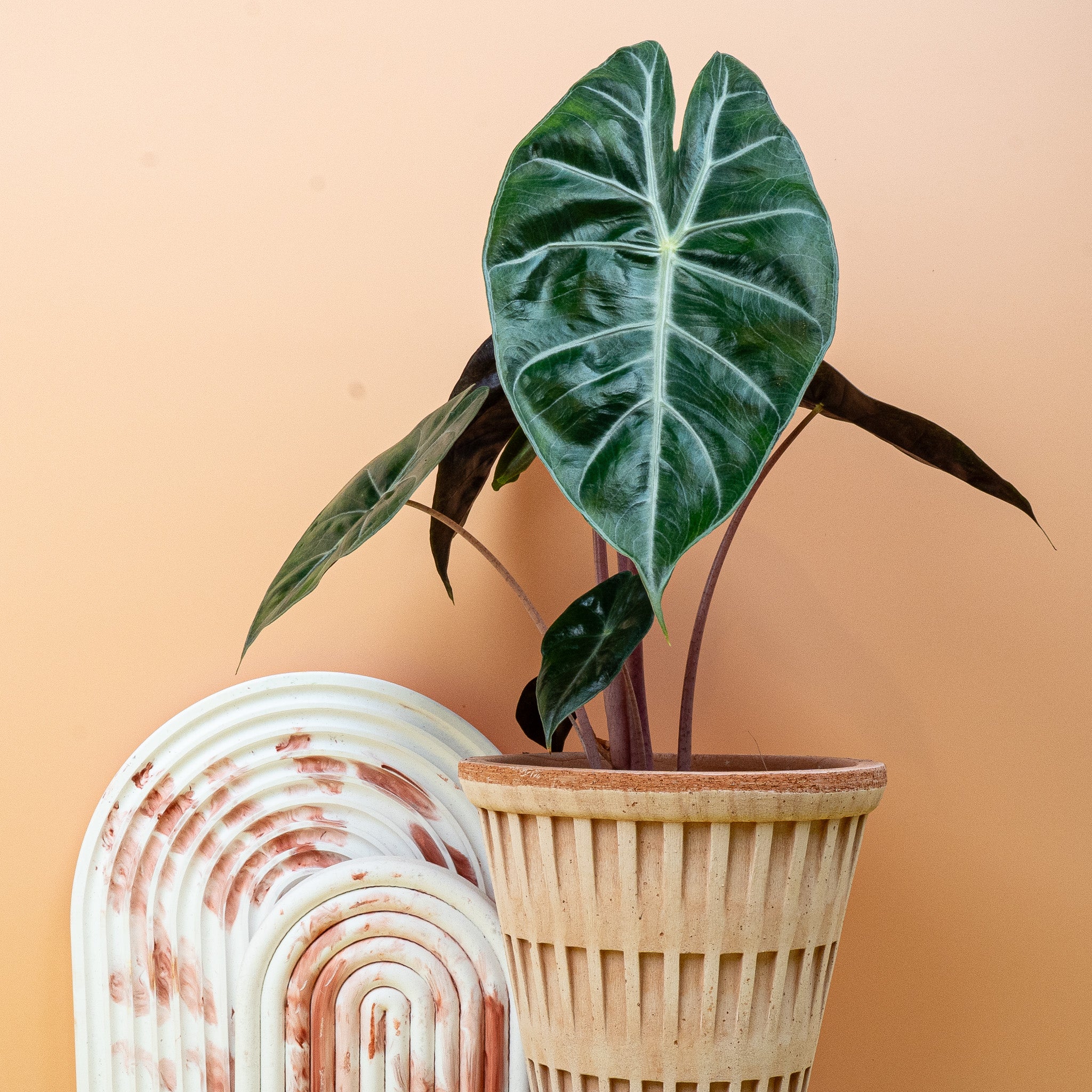 ALOCASIA PINK DRAGON - Image 5