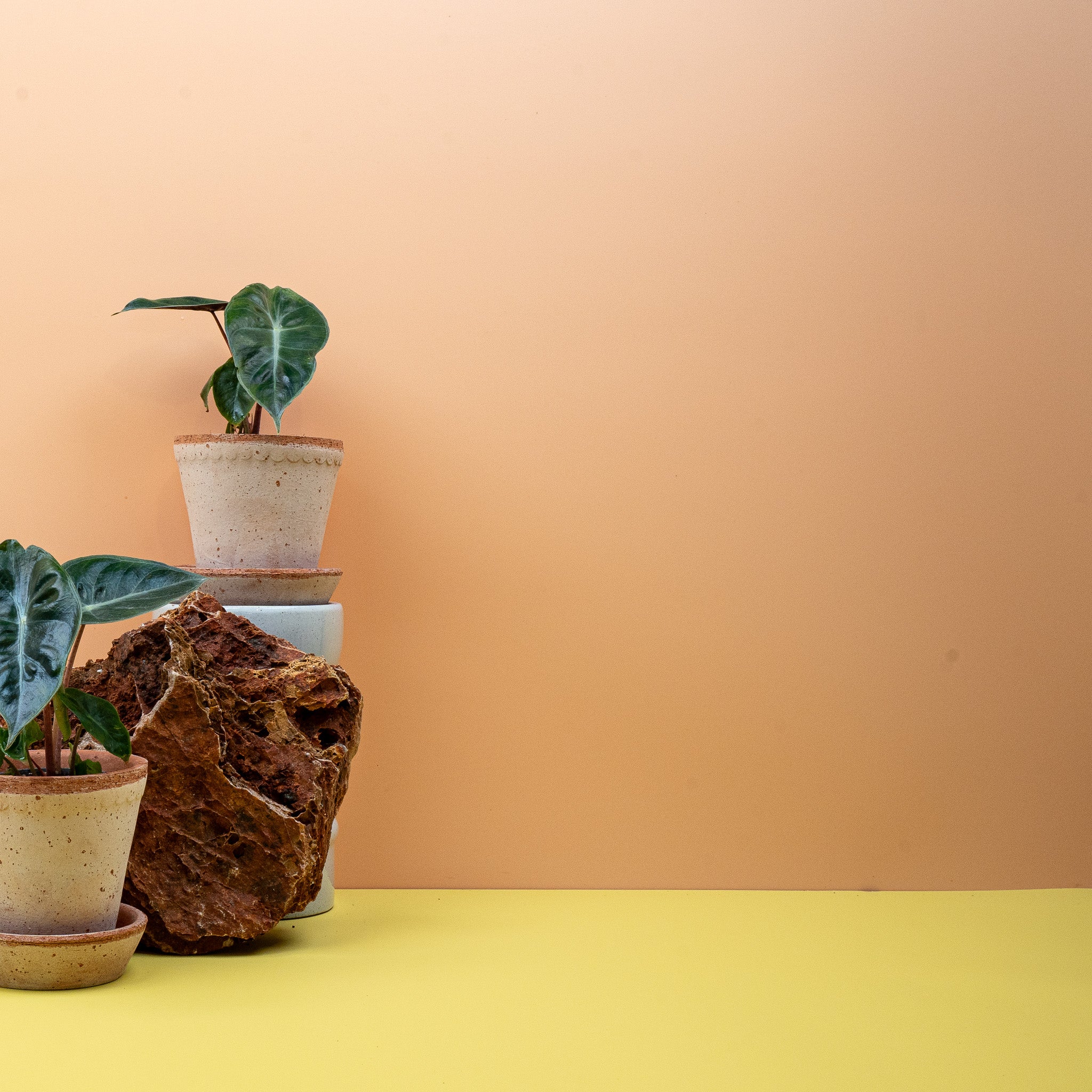 ALOCASIA PINK DRAGON - Image 7