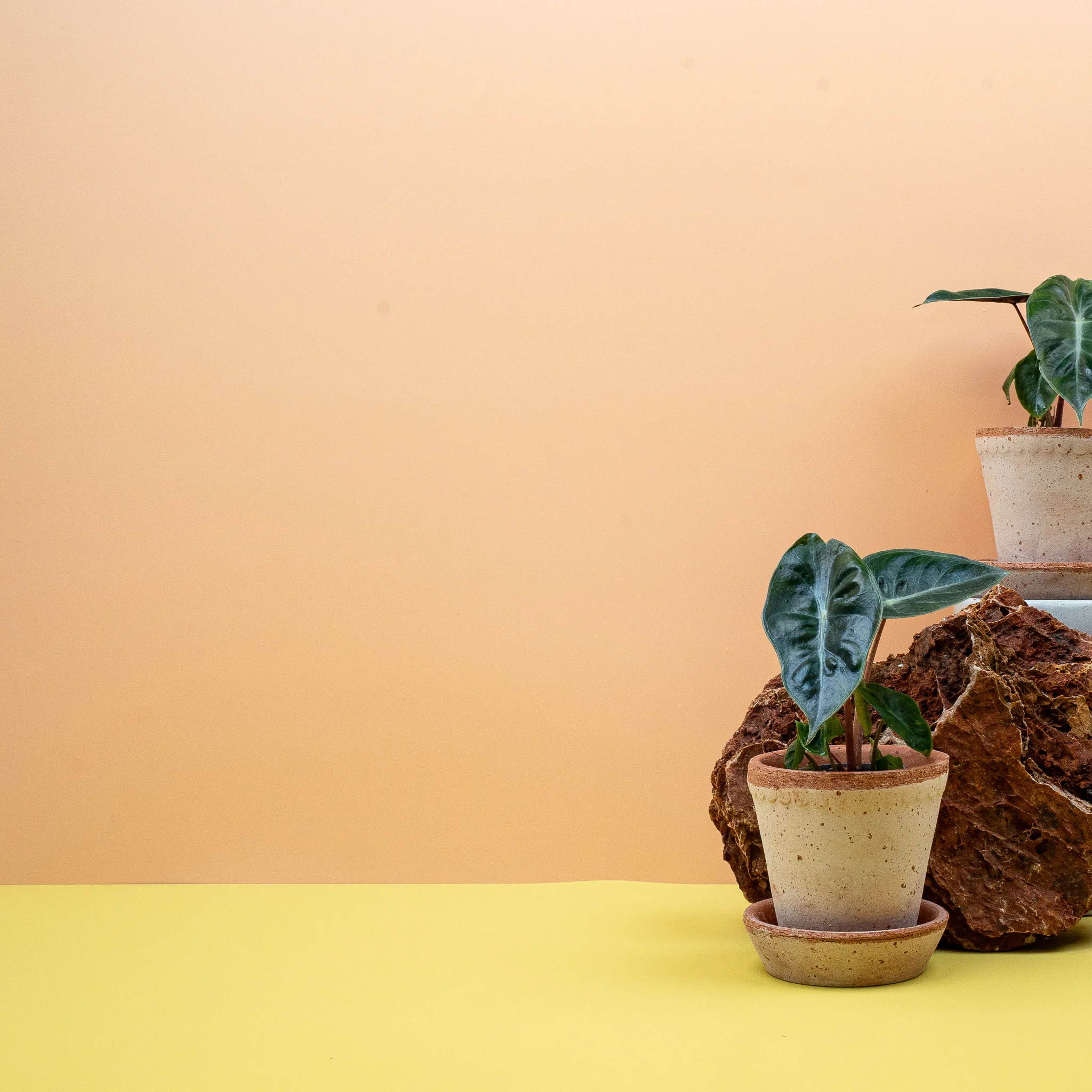 ALOCASIA PINK DRAGON - Image 8