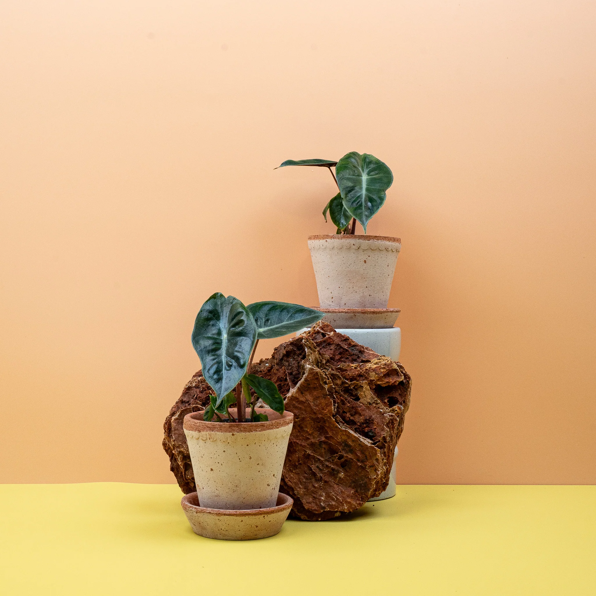 ALOCASIA PINK DRAGON - Image 9