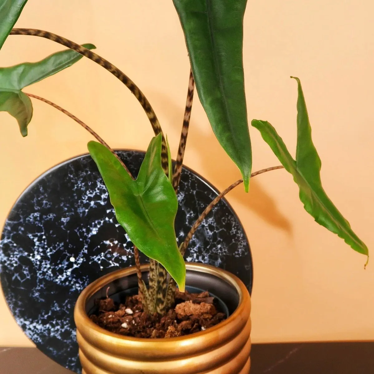 ALOCASIA TIGRINA - Image 3