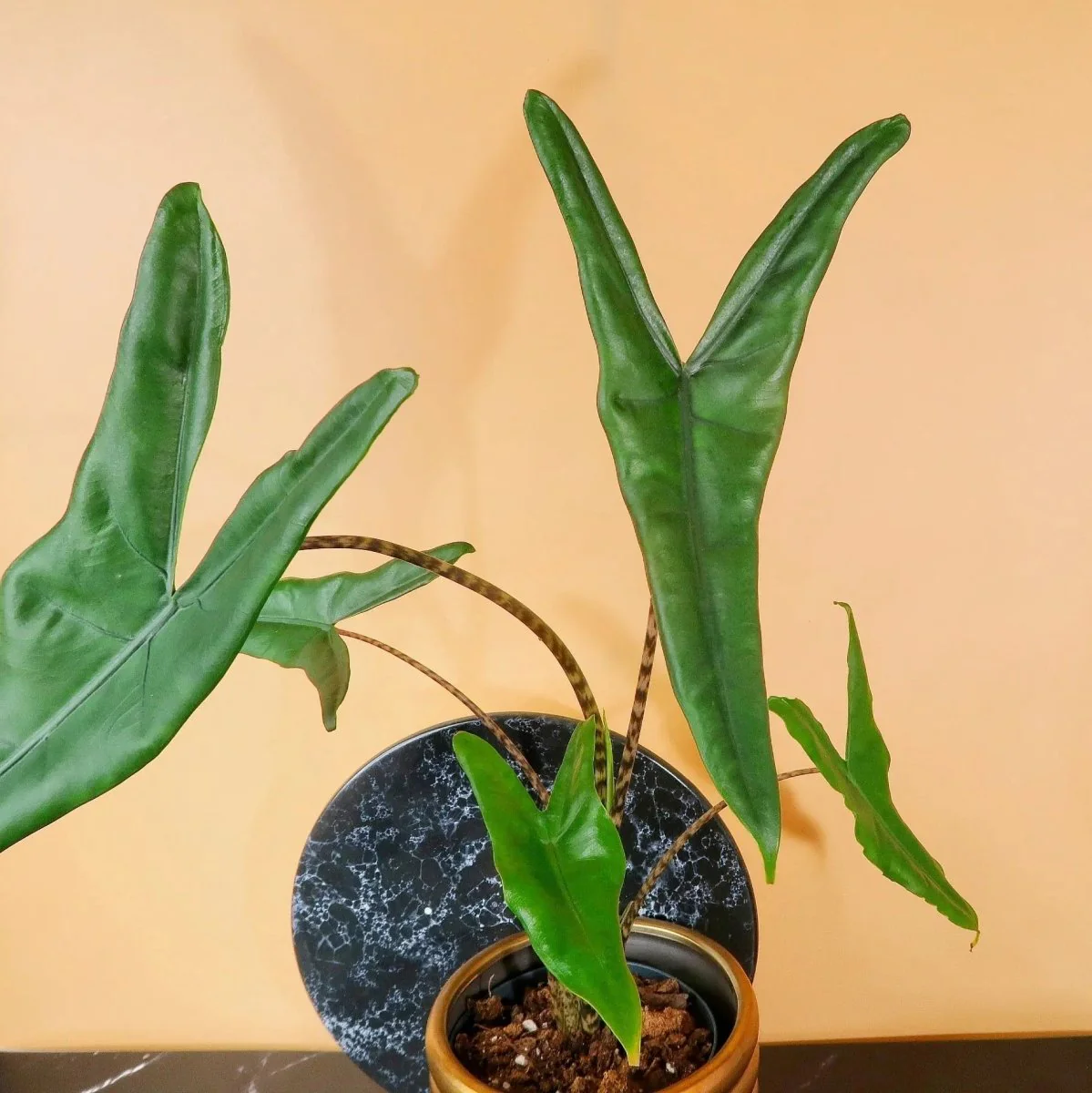 ALOCASIA TIGRINA - Image 4