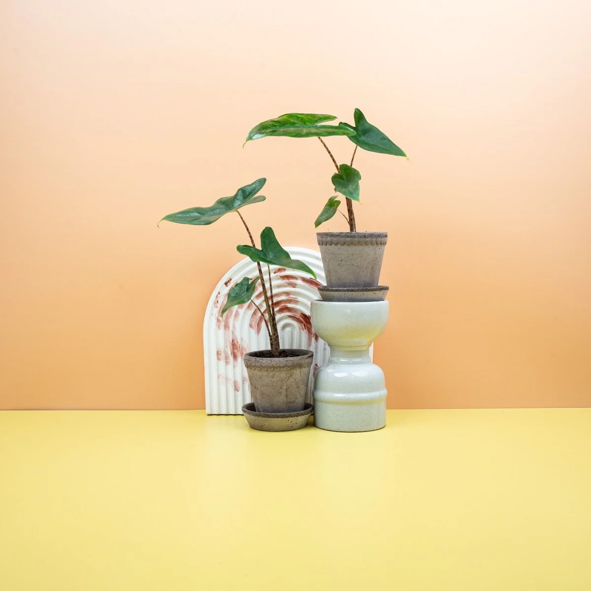 ALOCASIA TIGRINA - Image 5