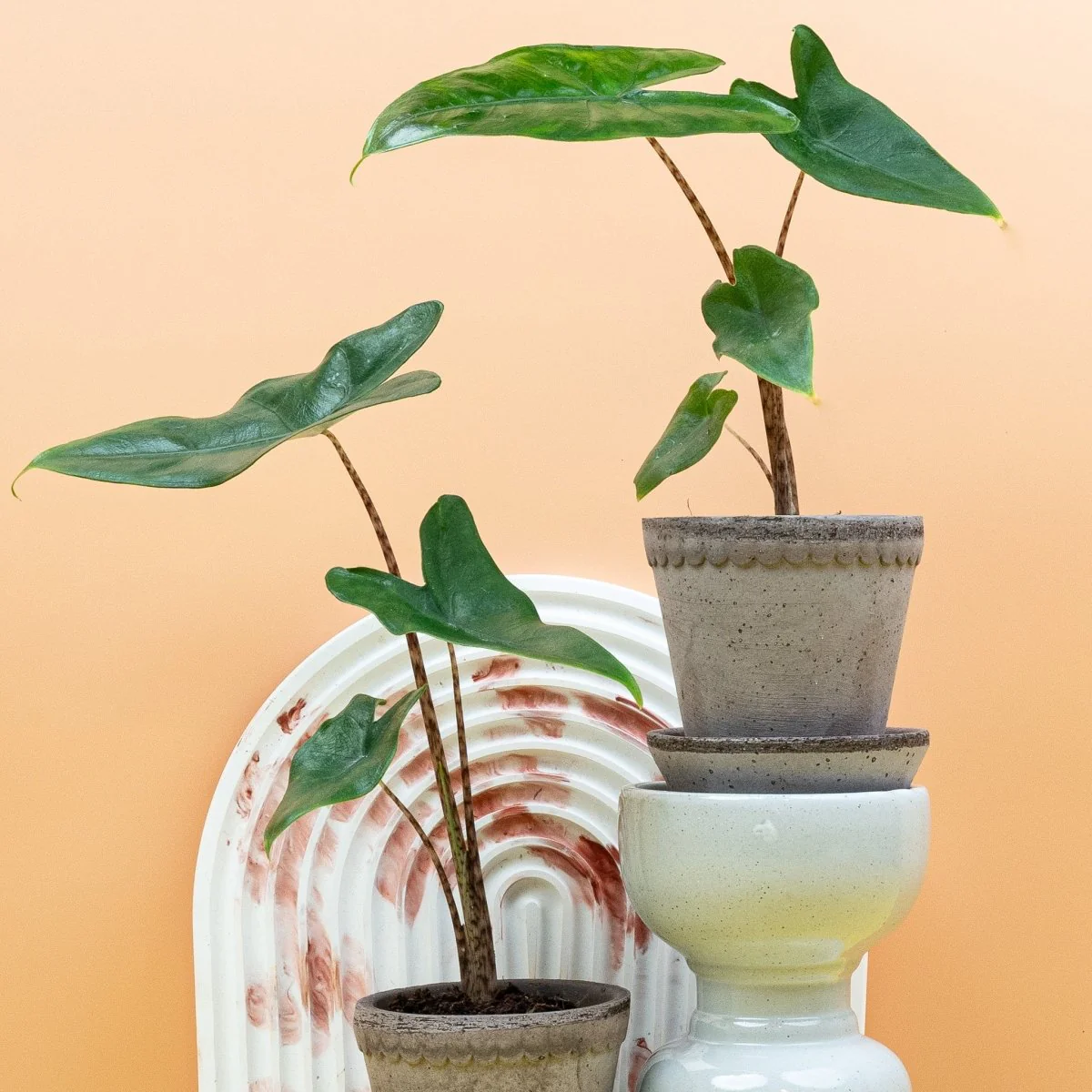 ALOCASIA TIGRINA - Image 6