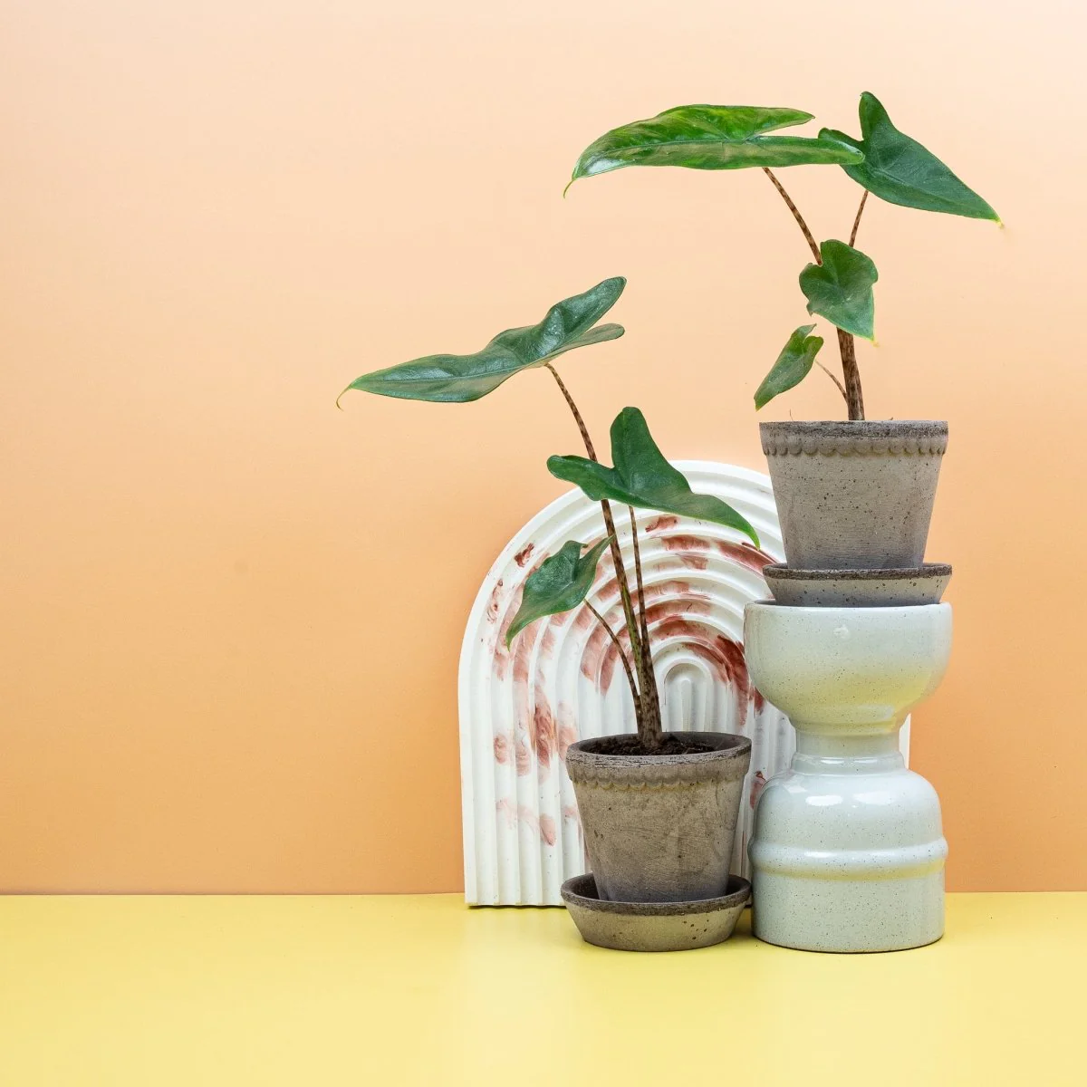 ALOCASIA TIGRINA - Image 8