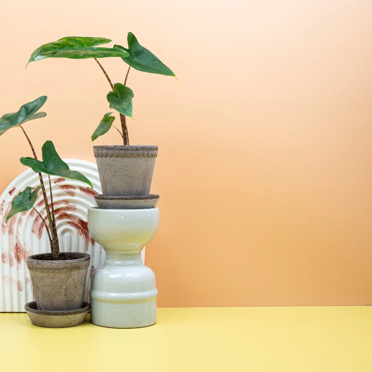 ALOCASIA TIGRINA - Image 9