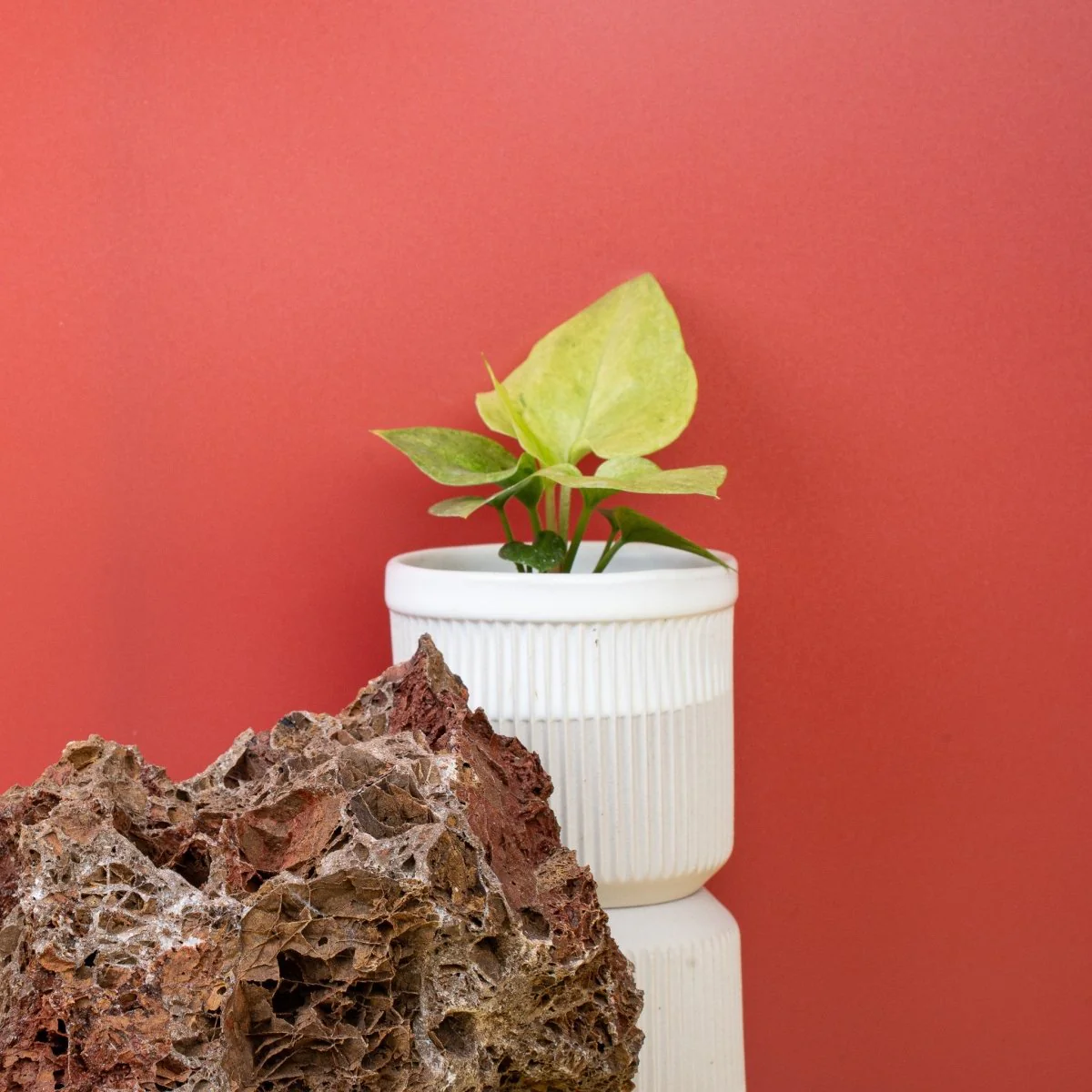 ANTHURIUM BONPLANDII VARIEGATA - Image 3