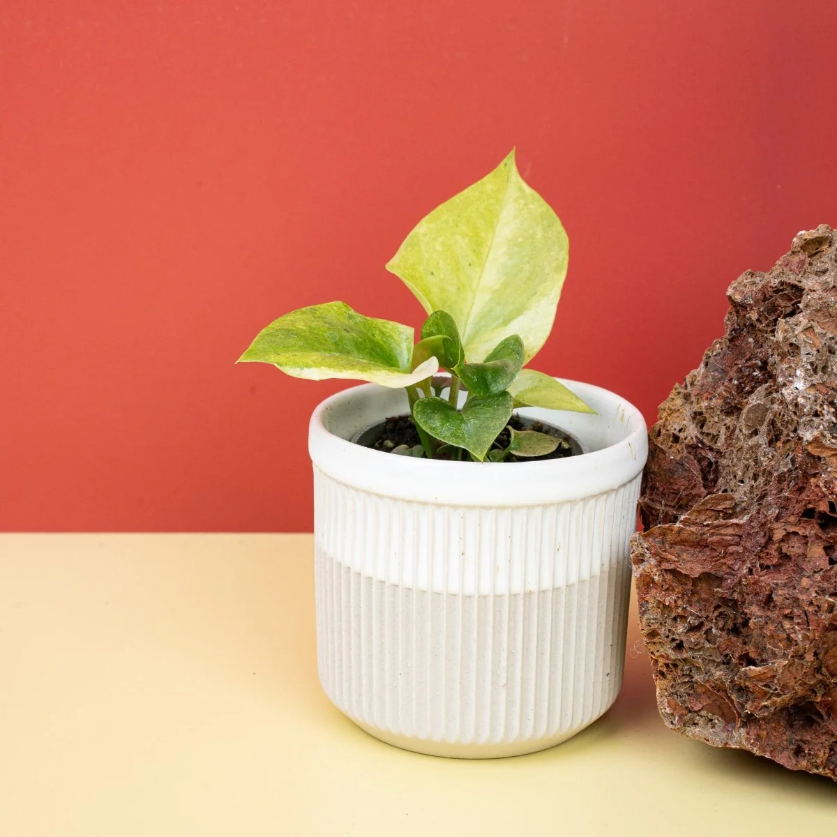 ANTHURIUM BONPLANDII VARIEGATA - Image 4