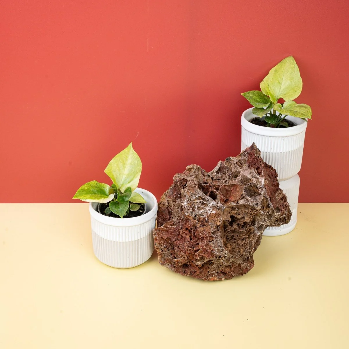 ANTHURIUM BONPLANDII VARIEGATA - Image 5