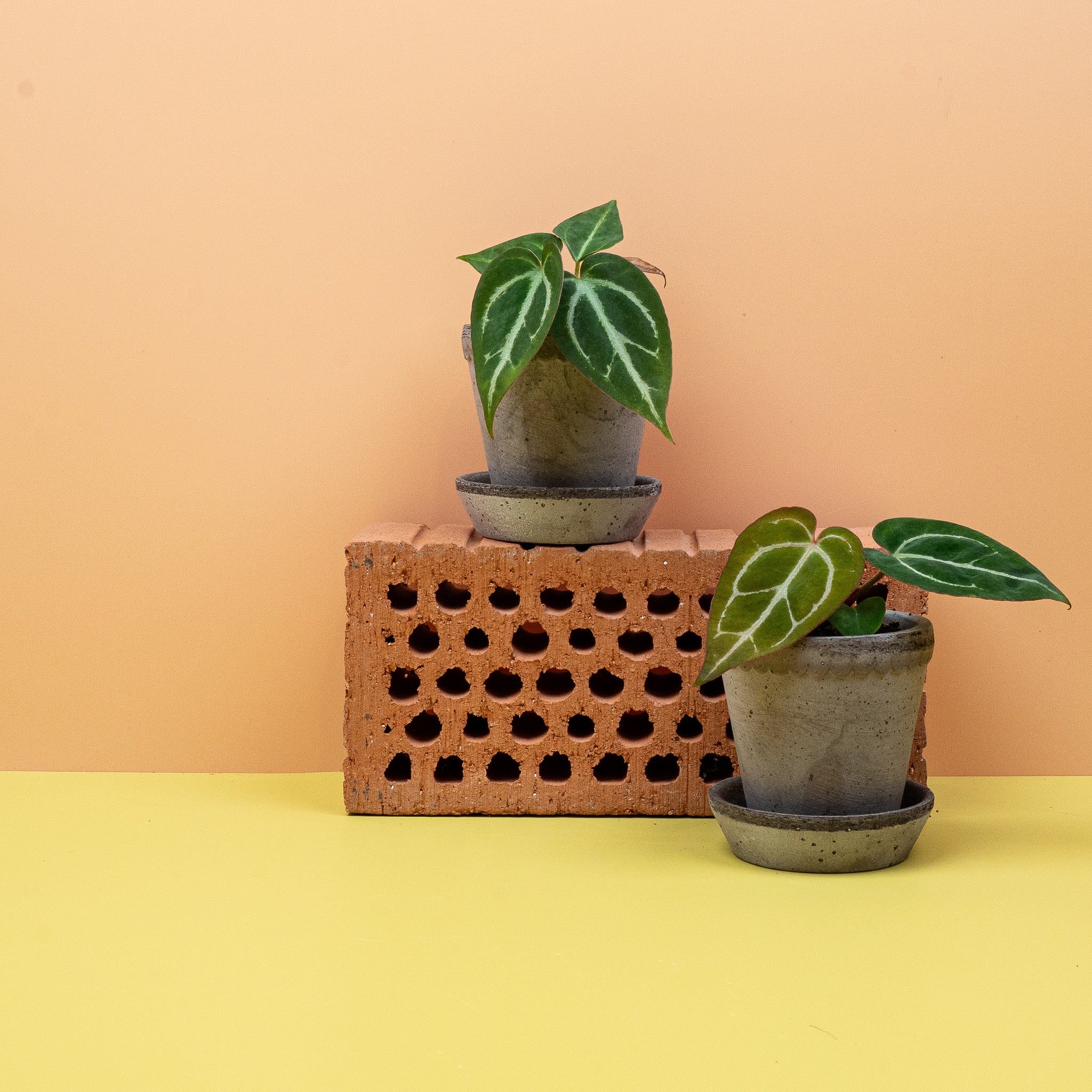 ANTHURIUM CRYSTALLINUM - Image 10