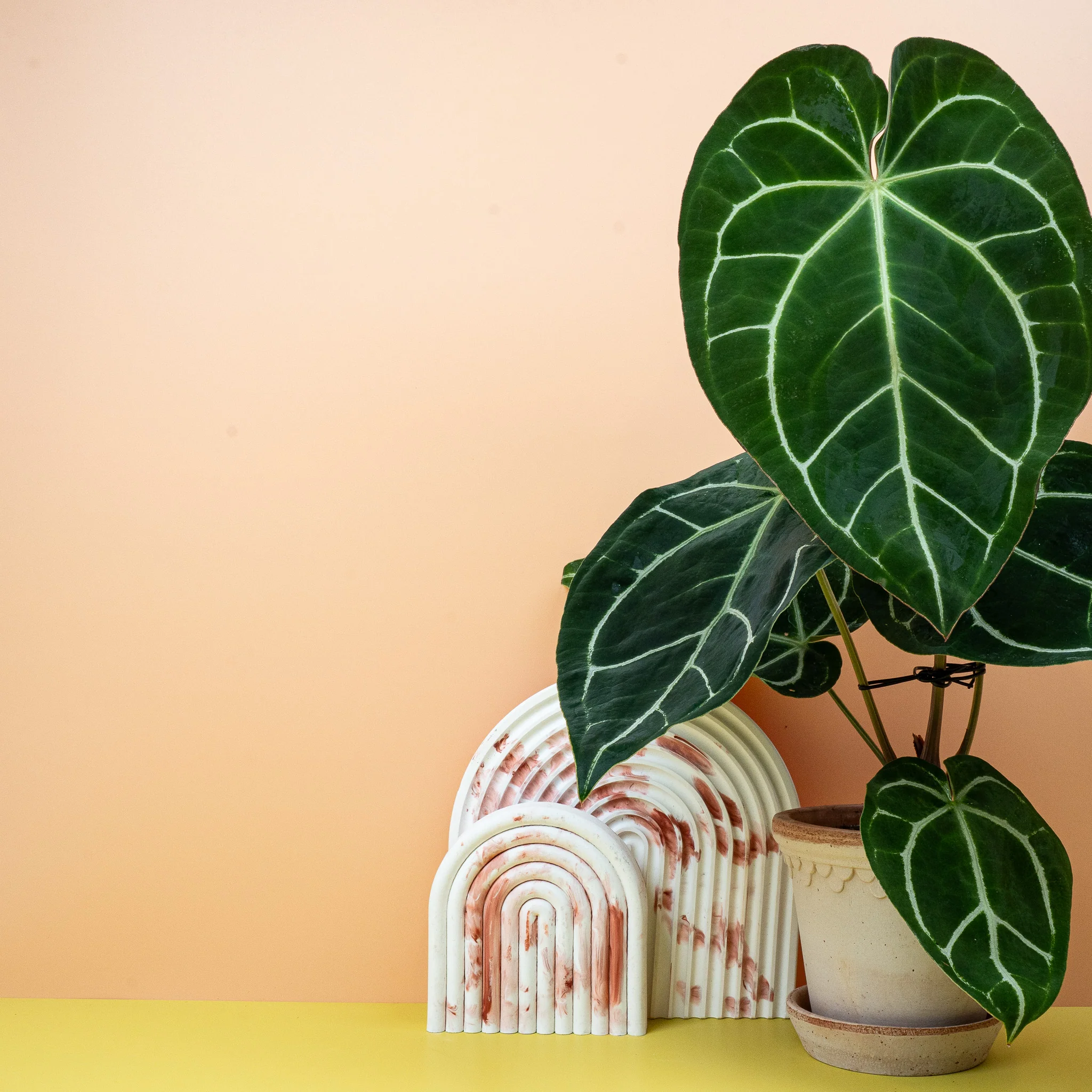 ANTHURIUM CRYSTALLINUM - Image 3