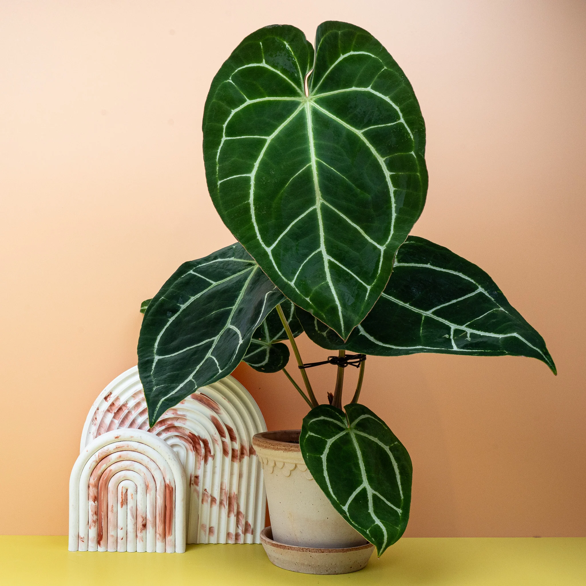 ANTHURIUM CRYSTALLINUM - Image 4