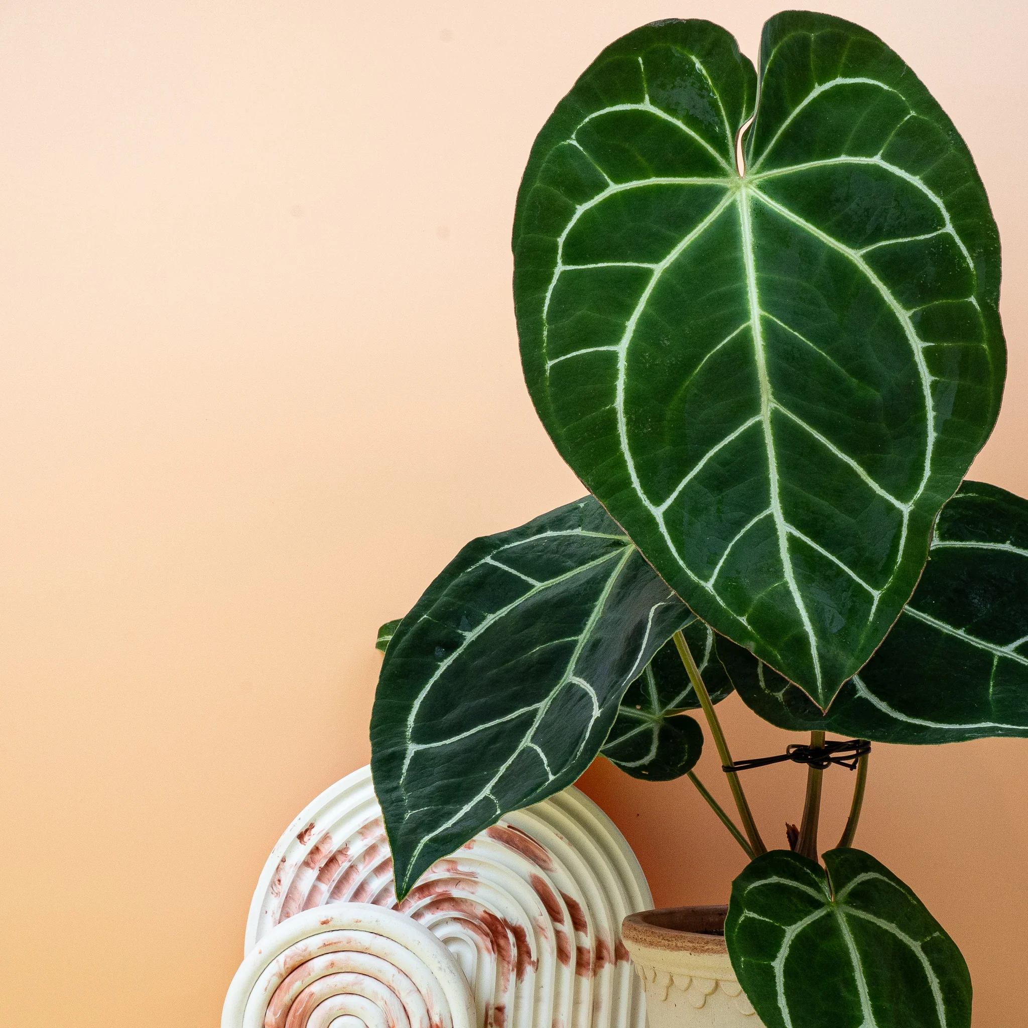 ANTHURIUM CRYSTALLINUM - Image 5