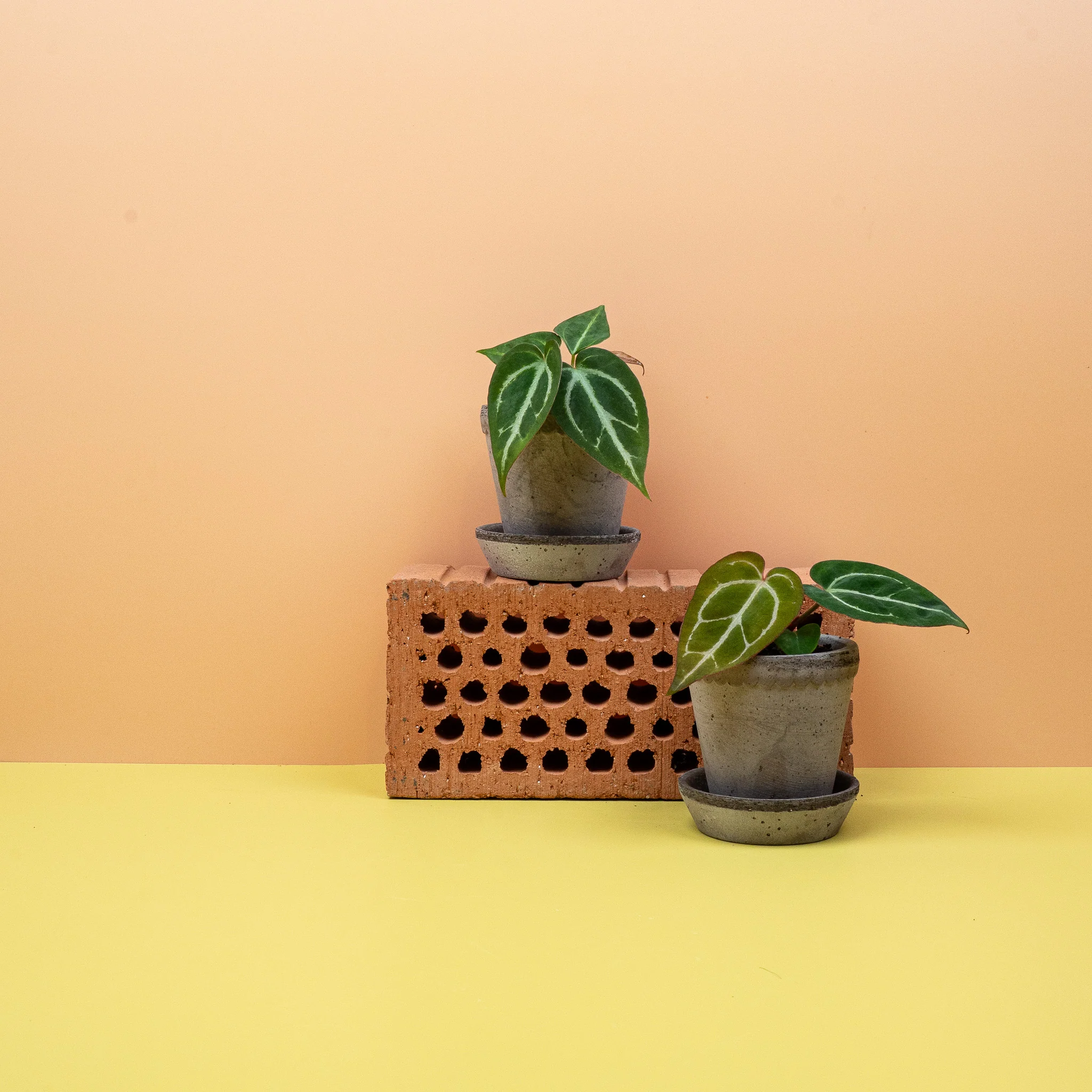 ANTHURIUM CRYSTALLINUM - Image 6