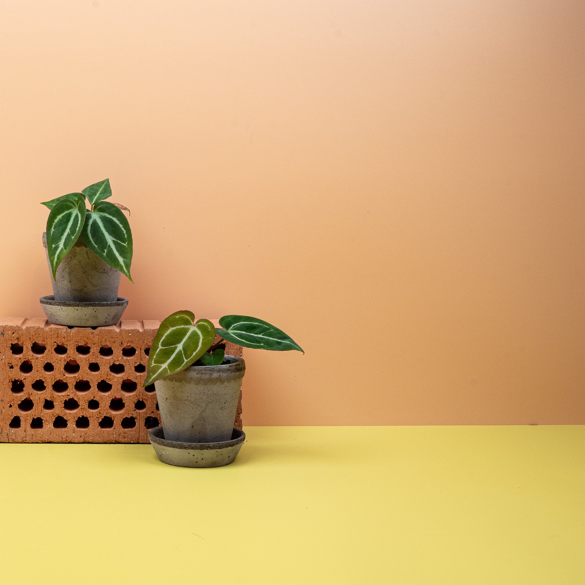 ANTHURIUM CRYSTALLINUM - Image 8