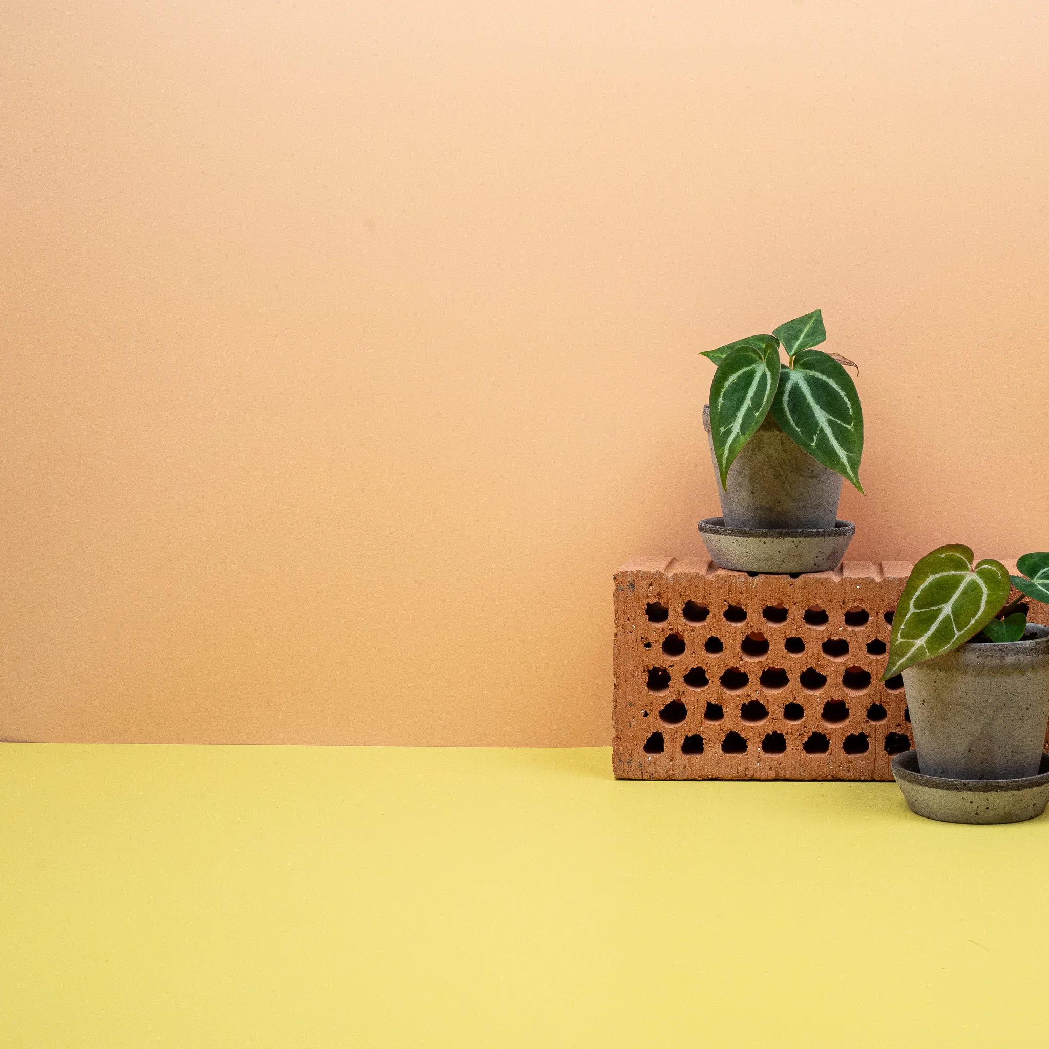 ANTHURIUM CRYSTALLINUM - Image 9