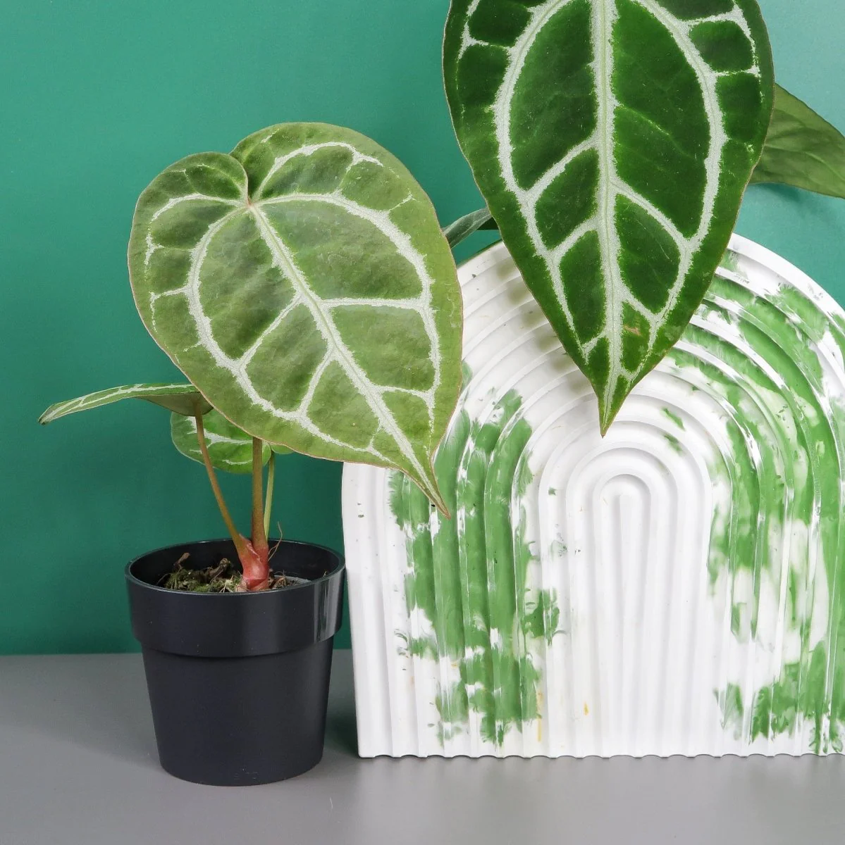 ANTHURIUM CHRYSTALLINUM X CLARINERVIUM - Image 4