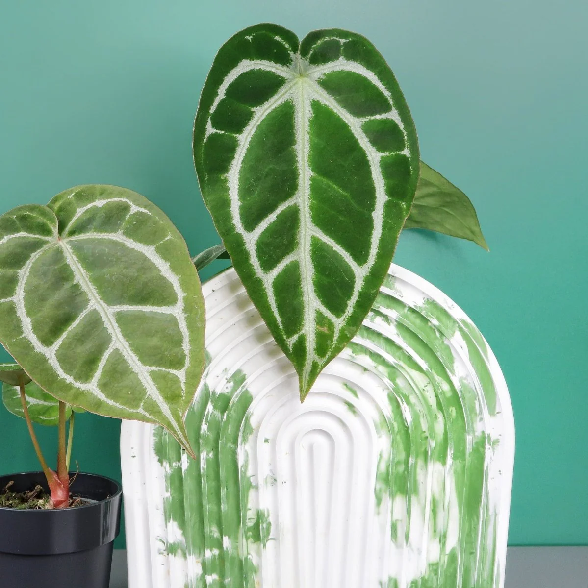 ANTHURIUM CHRYSTALLINUM X CLARINERVIUM - Image 5