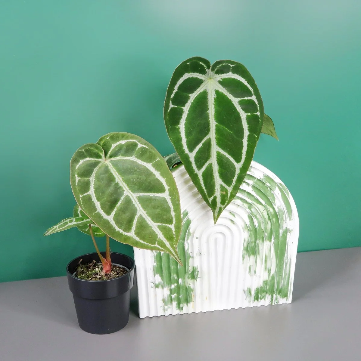 ANTHURIUM CHRYSTALLINUM X CLARINERVIUM - Image 6