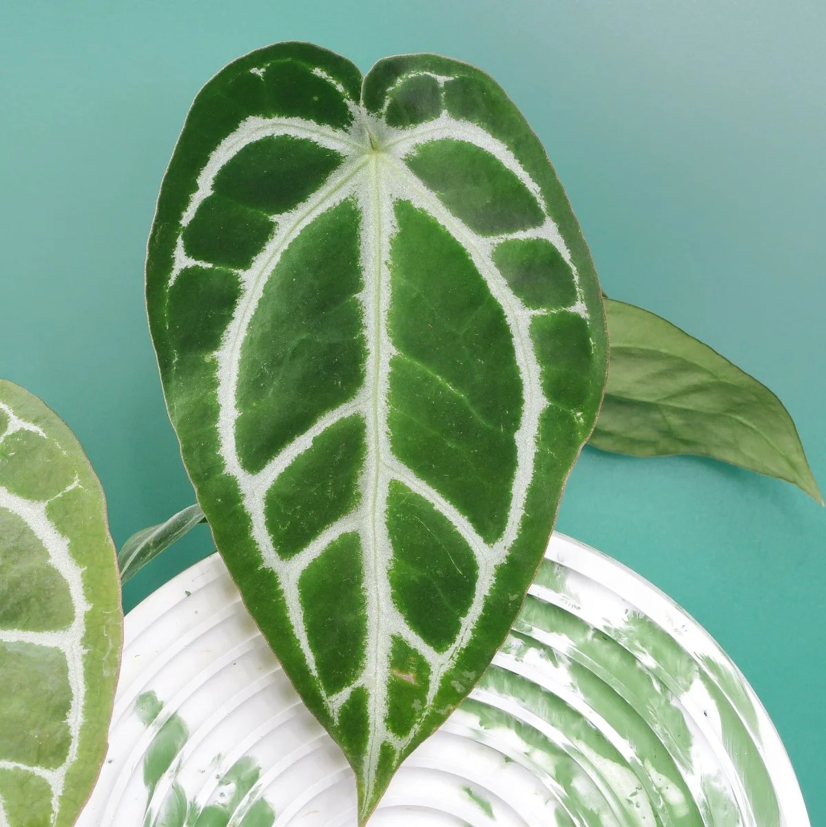 ANTHURIUM CHRYSTALLINUM X CLARINERVIUM - Image 7