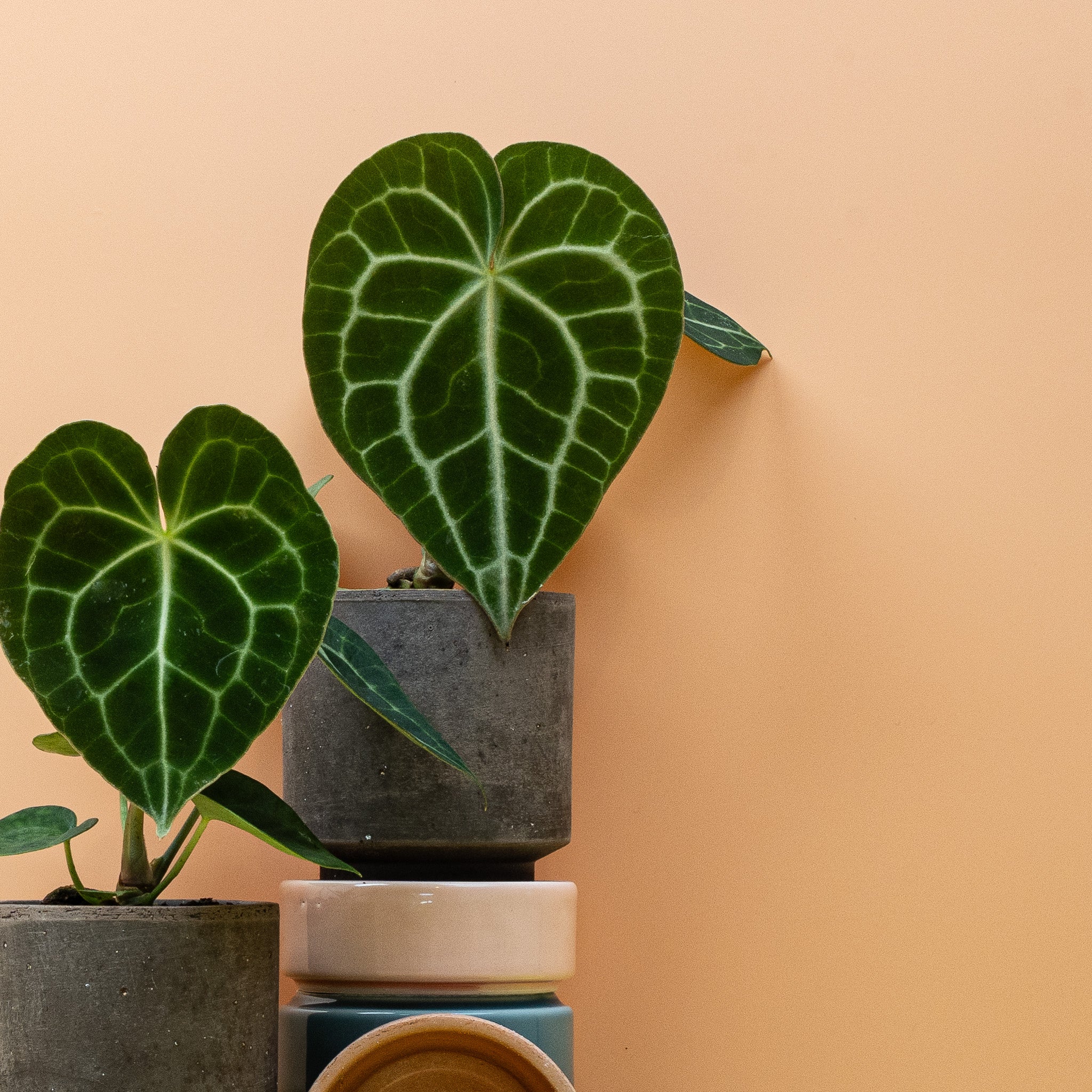 ANTHURIUM CLARINERVIUM - Image 10