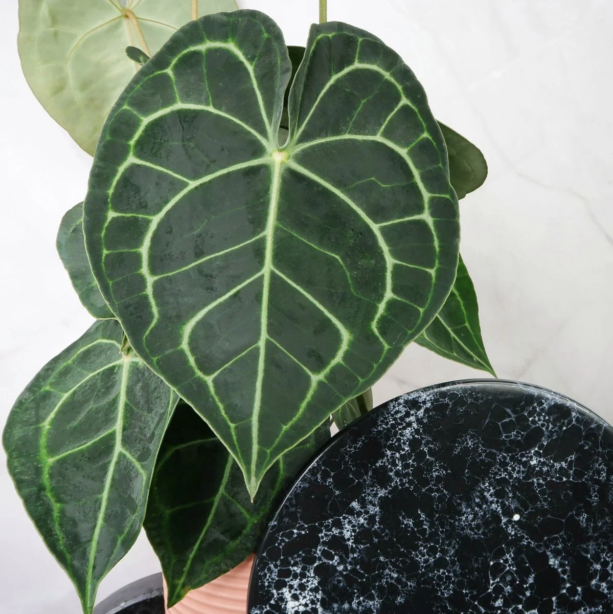 ANTHURIUM CLARINERVIUM - Image 3
