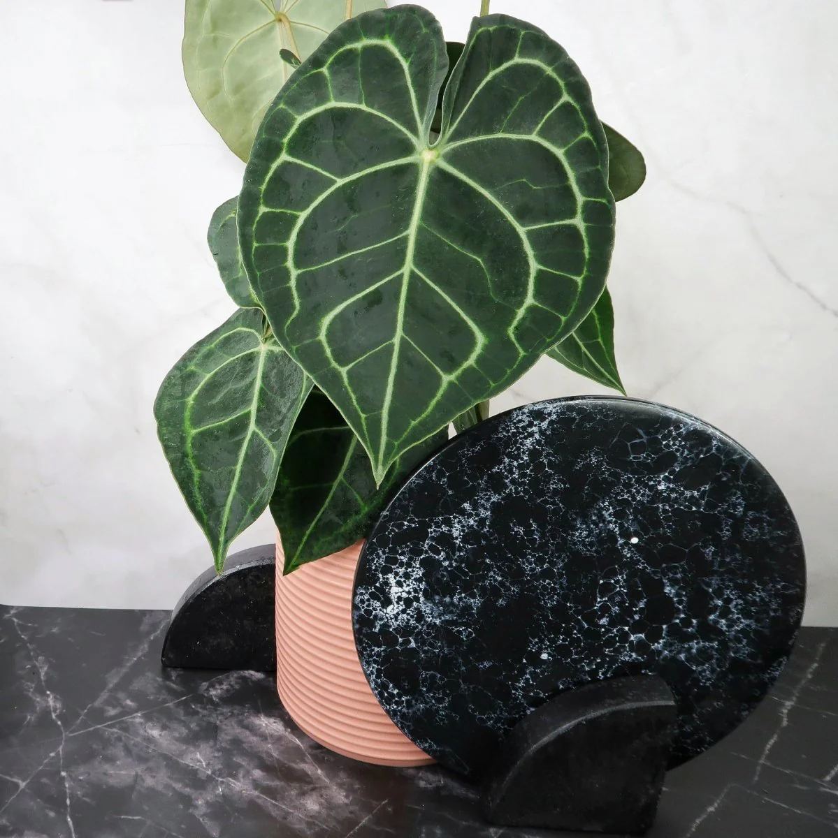 ANTHURIUM CLARINERVIUM - Image 4