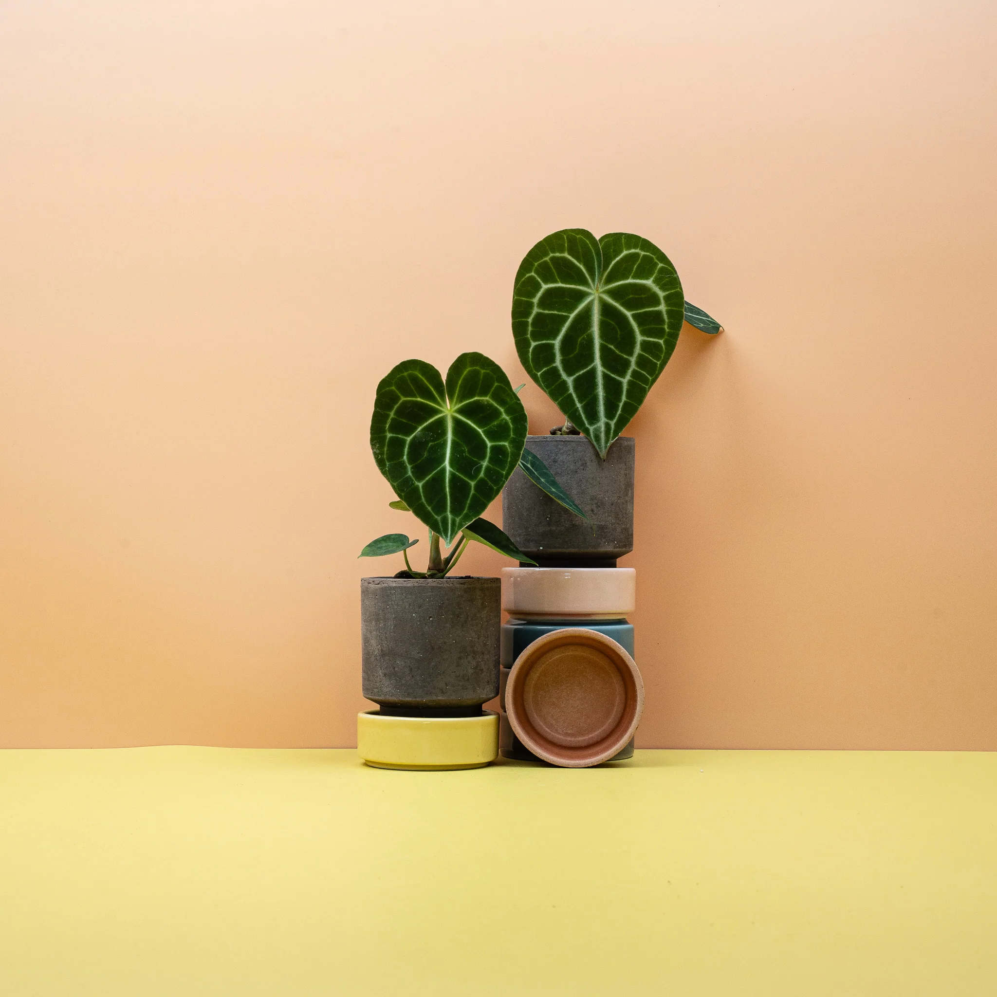 ANTHURIUM CLARINERVIUM - Image 6