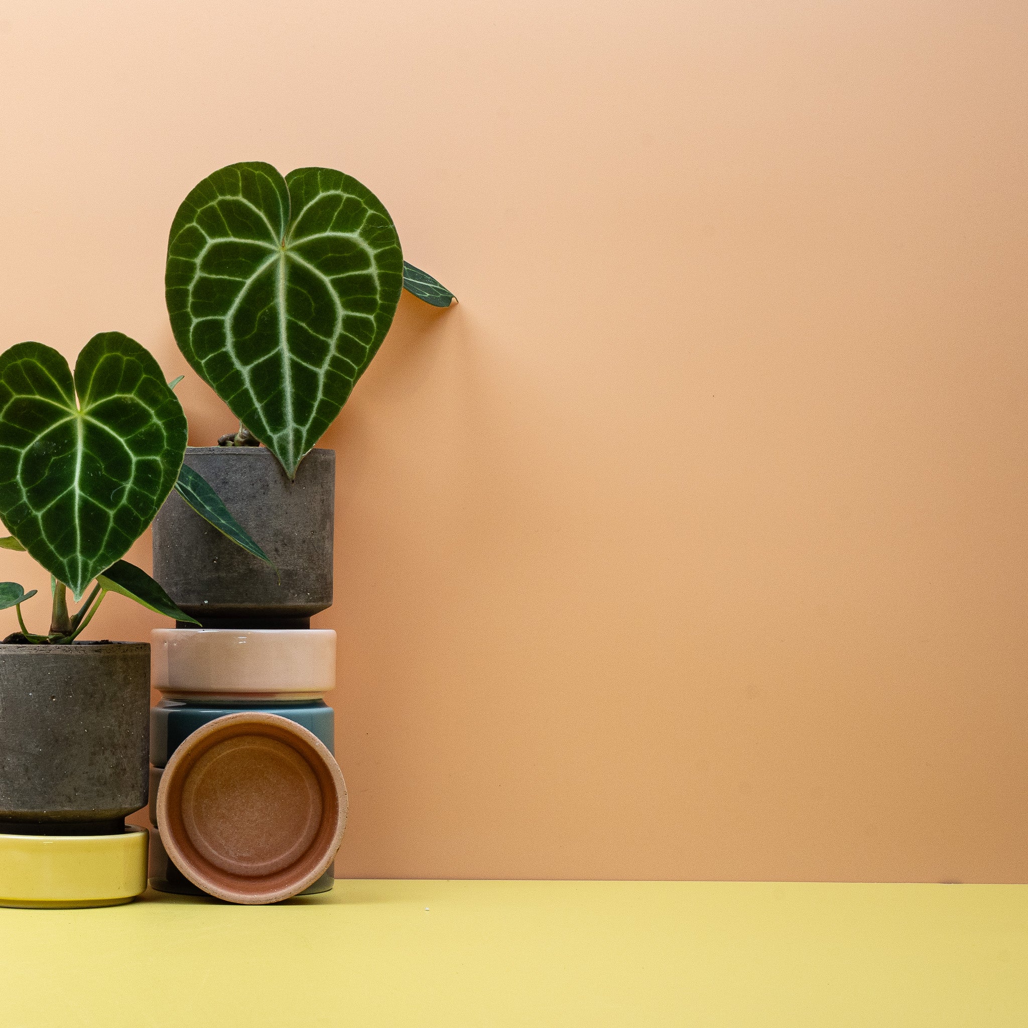 ANTHURIUM CLARINERVIUM - Image 7