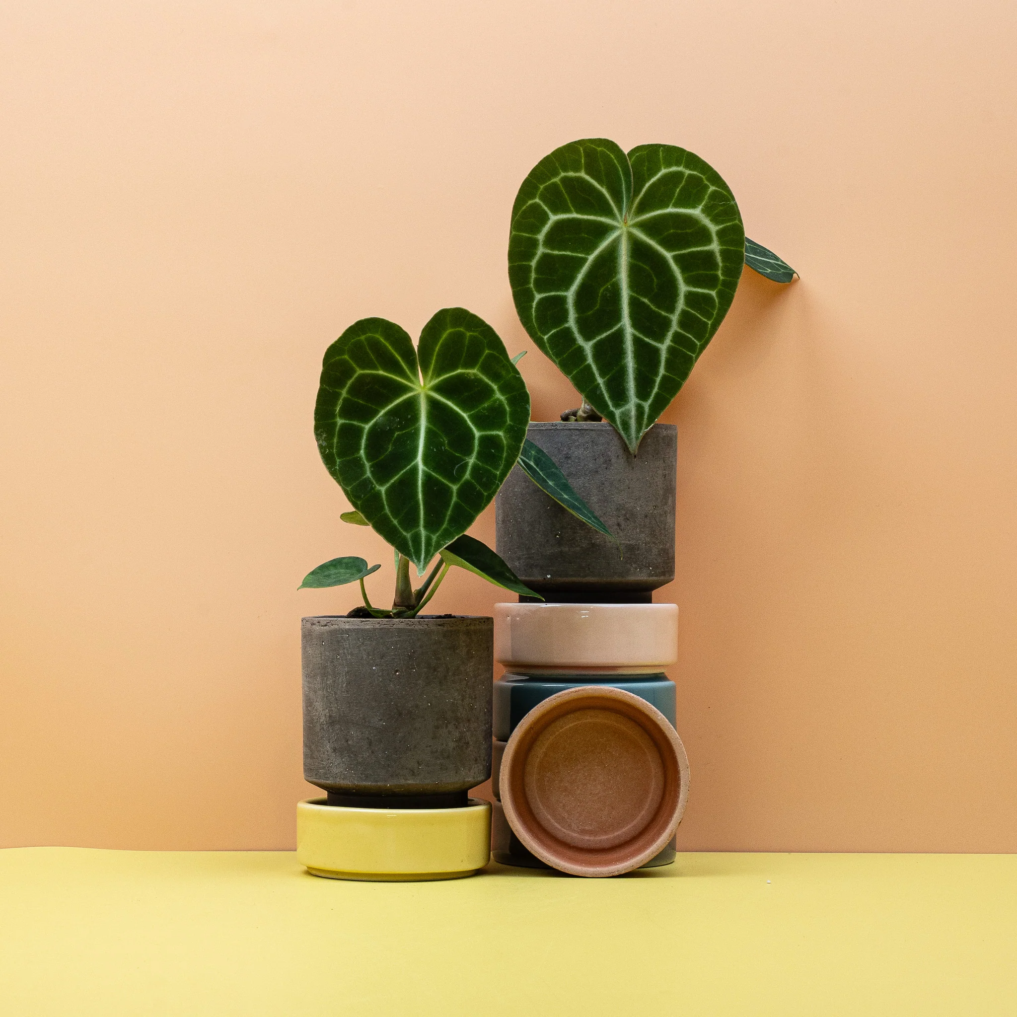 ANTHURIUM CLARINERVIUM - Image 9