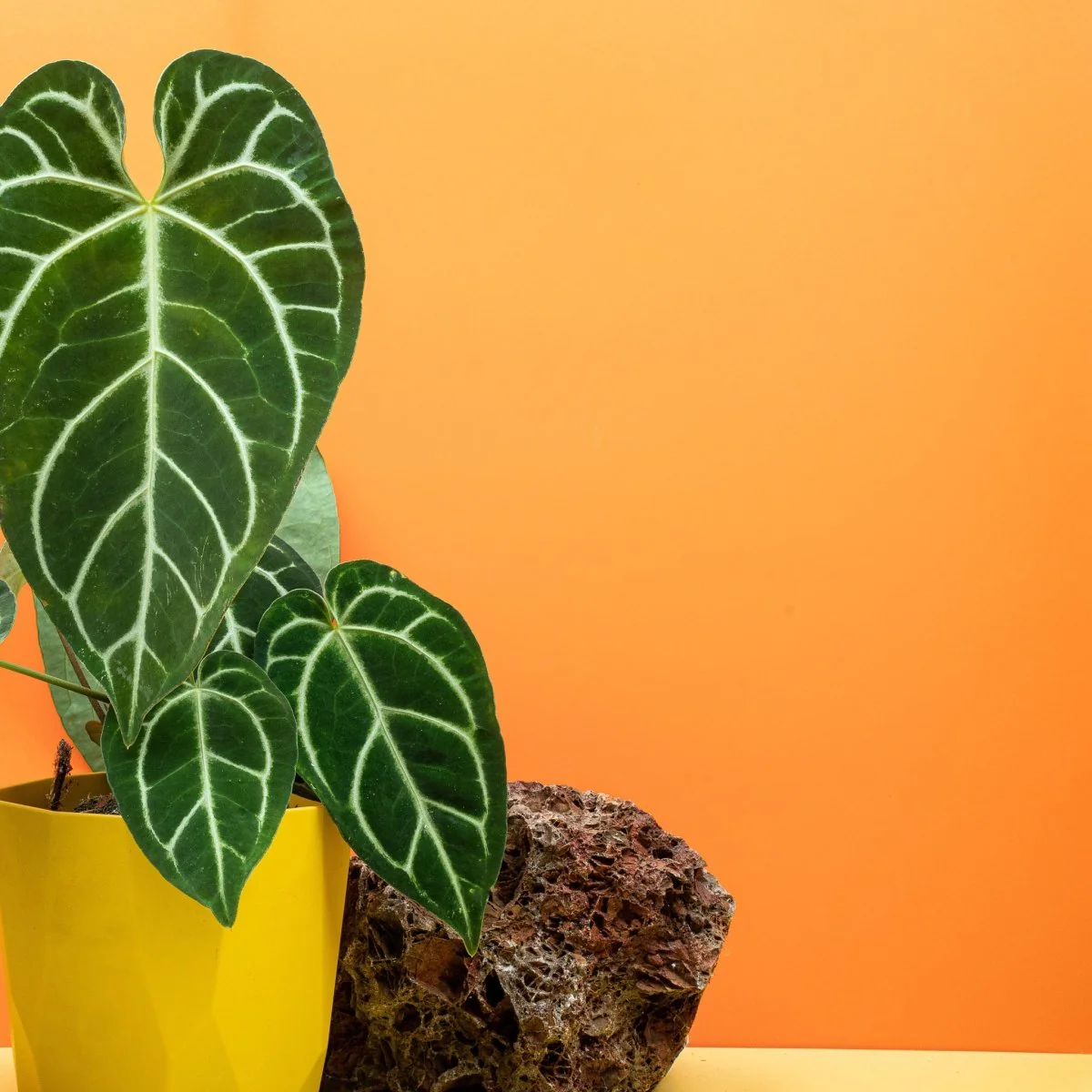 ANTHURIUM CRYSTALLINUM X REGALE - Image 3