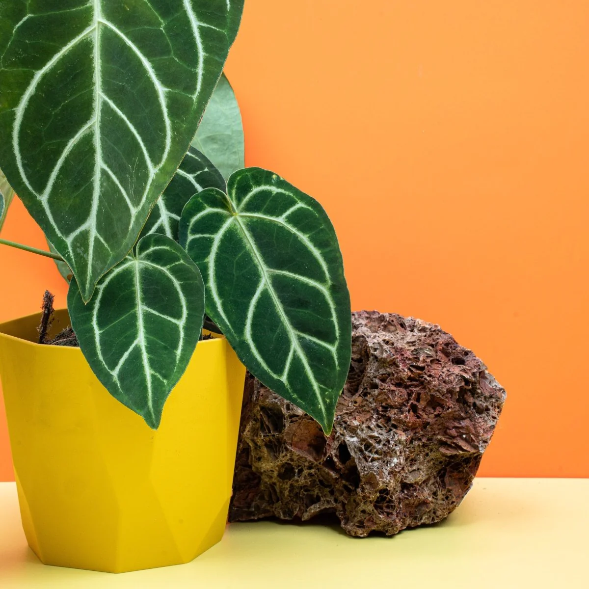 ANTHURIUM CRYSTALLINUM X REGALE - Image 4