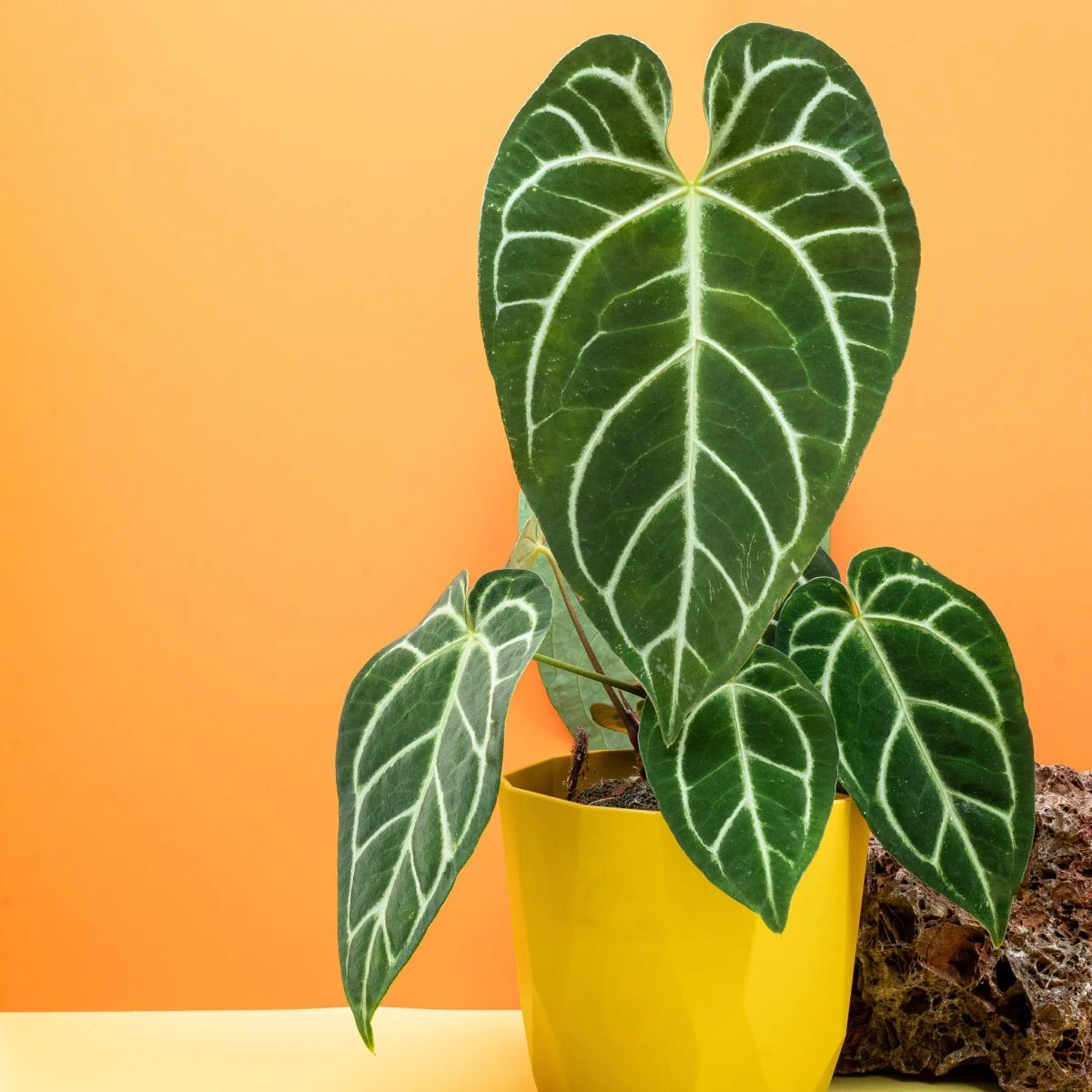 ANTHURIUM CRYSTALLINUM X REGALE - Image 5