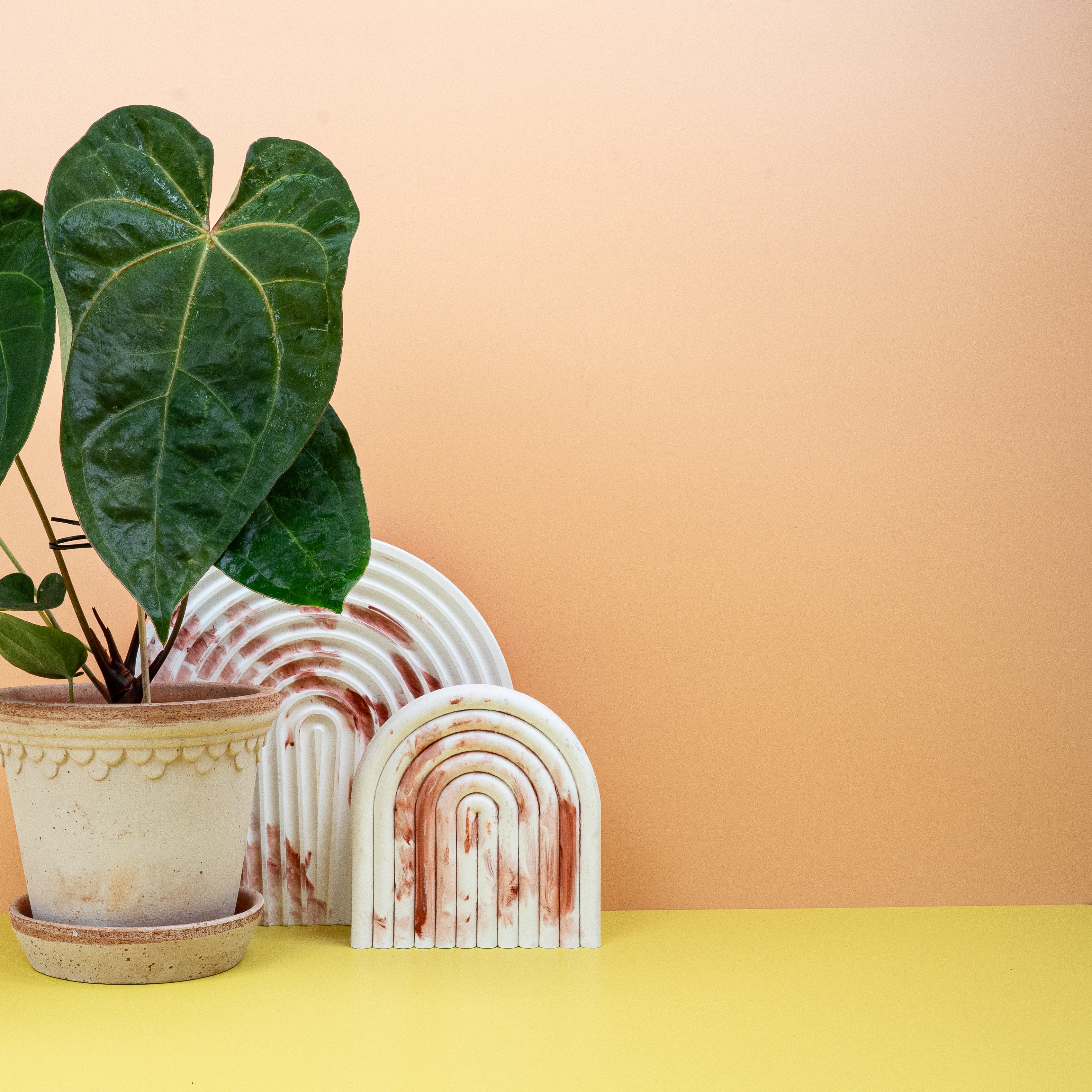 ANTHURIUM DARK PHOENIX - Image 3