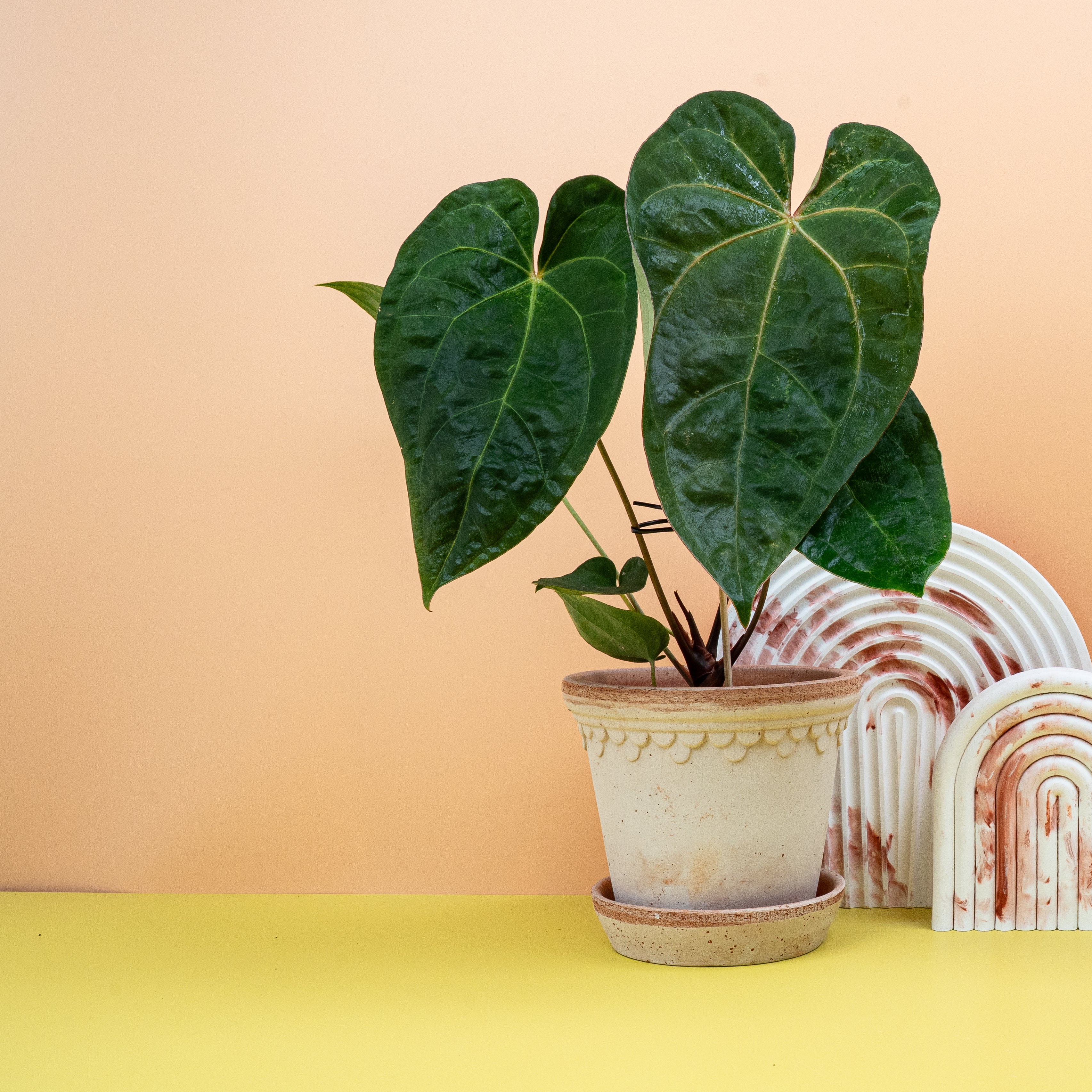 ANTHURIUM DARK PHOENIX - Image 4