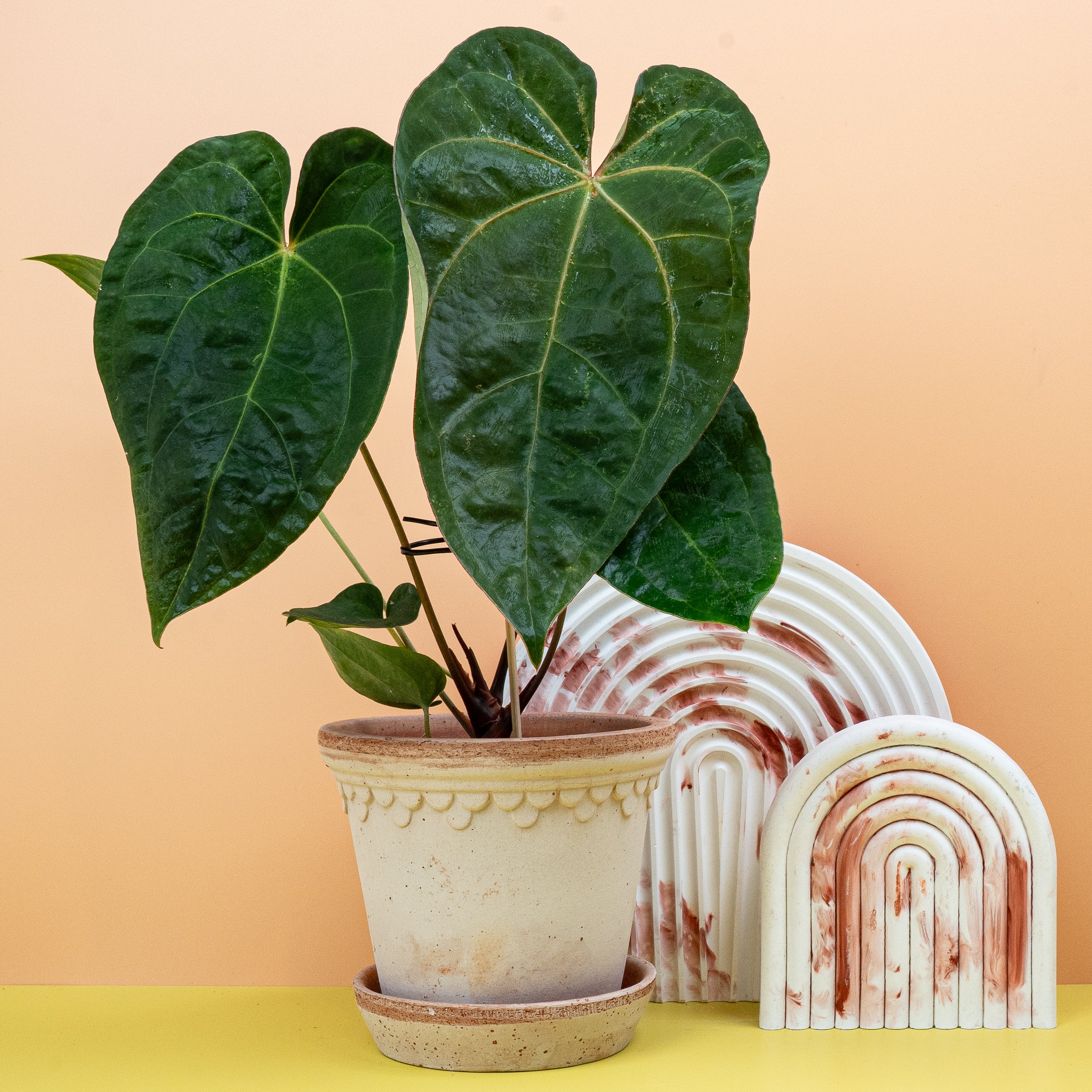 ANTHURIUM DARK PHOENIX - Image 5