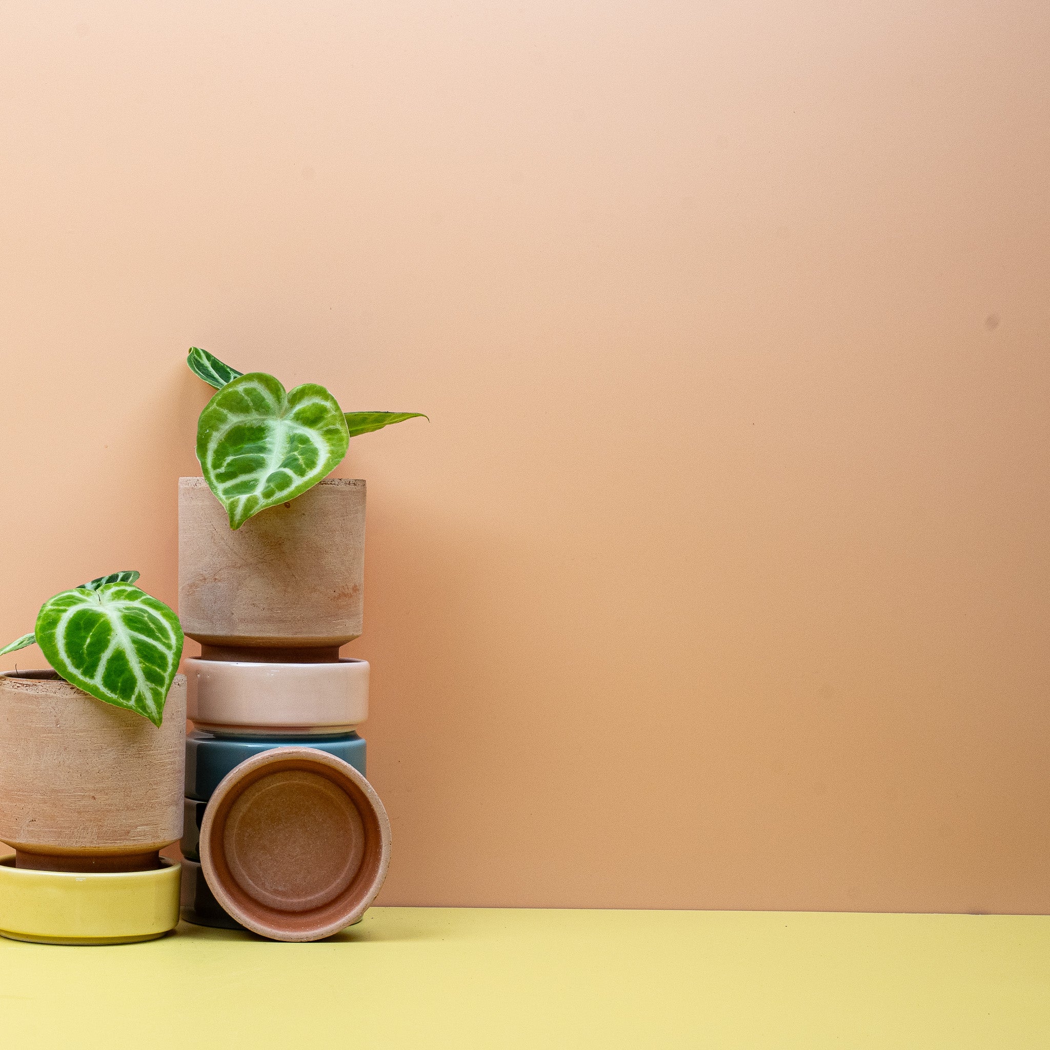 ANTHURIUM DORAYAKI - Image 3