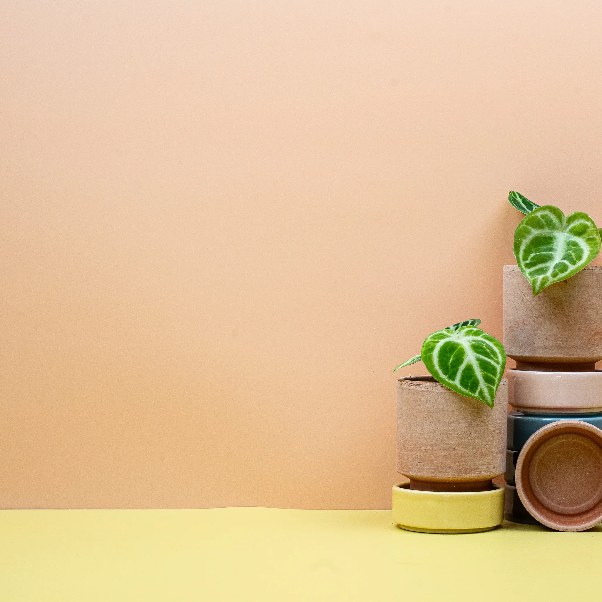 ANTHURIUM DORAYAKI - Image 4