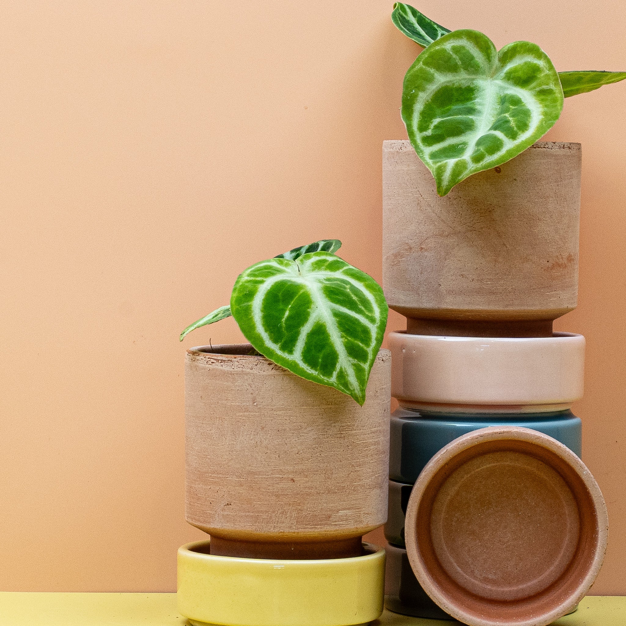 ANTHURIUM DORAYAKI - Image 5