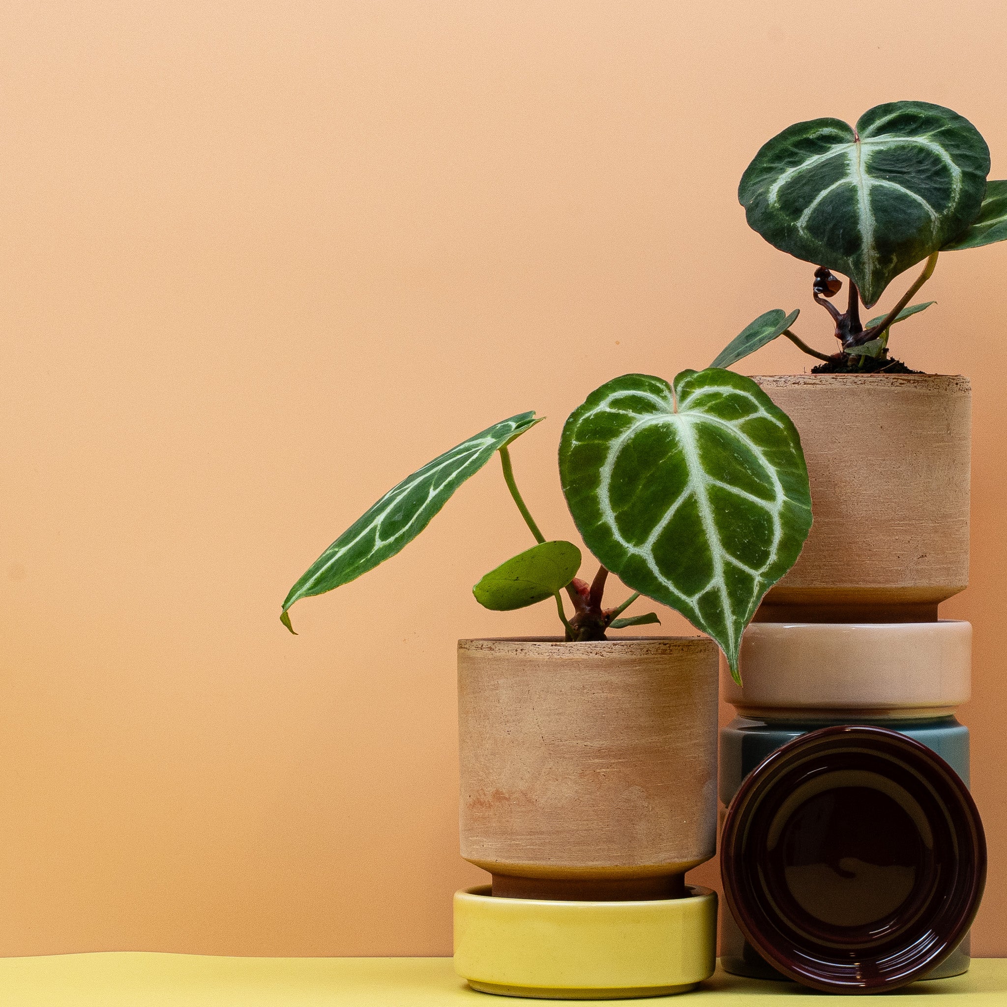 ANTHURIUM MAGNIFICUM - Image 10