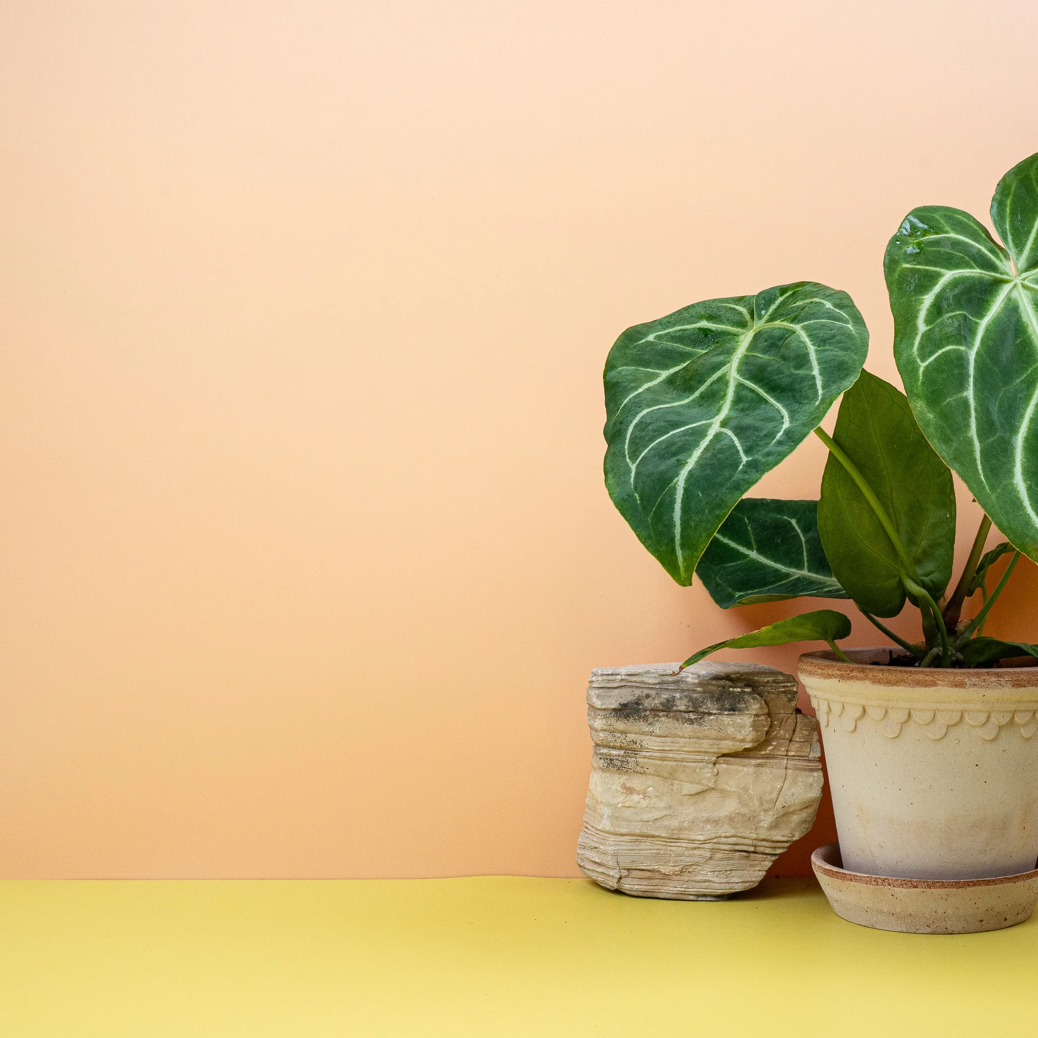 ANTHURIUM MAGNIFICUM - Image 3