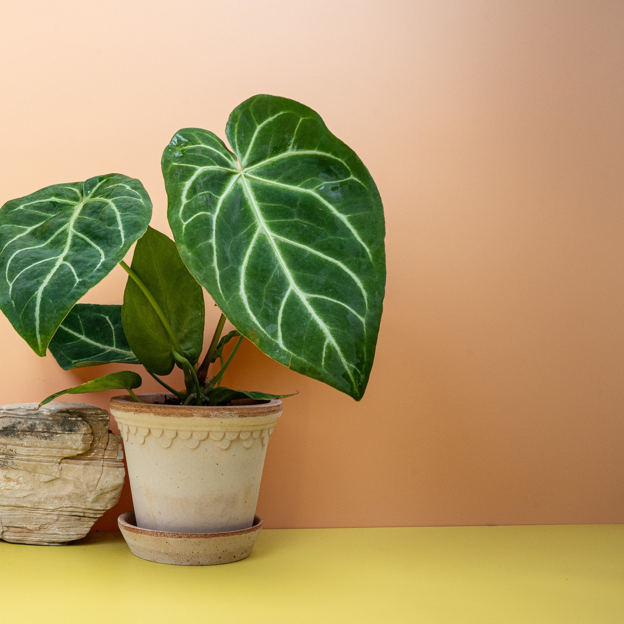 ANTHURIUM MAGNIFICUM - Image 4