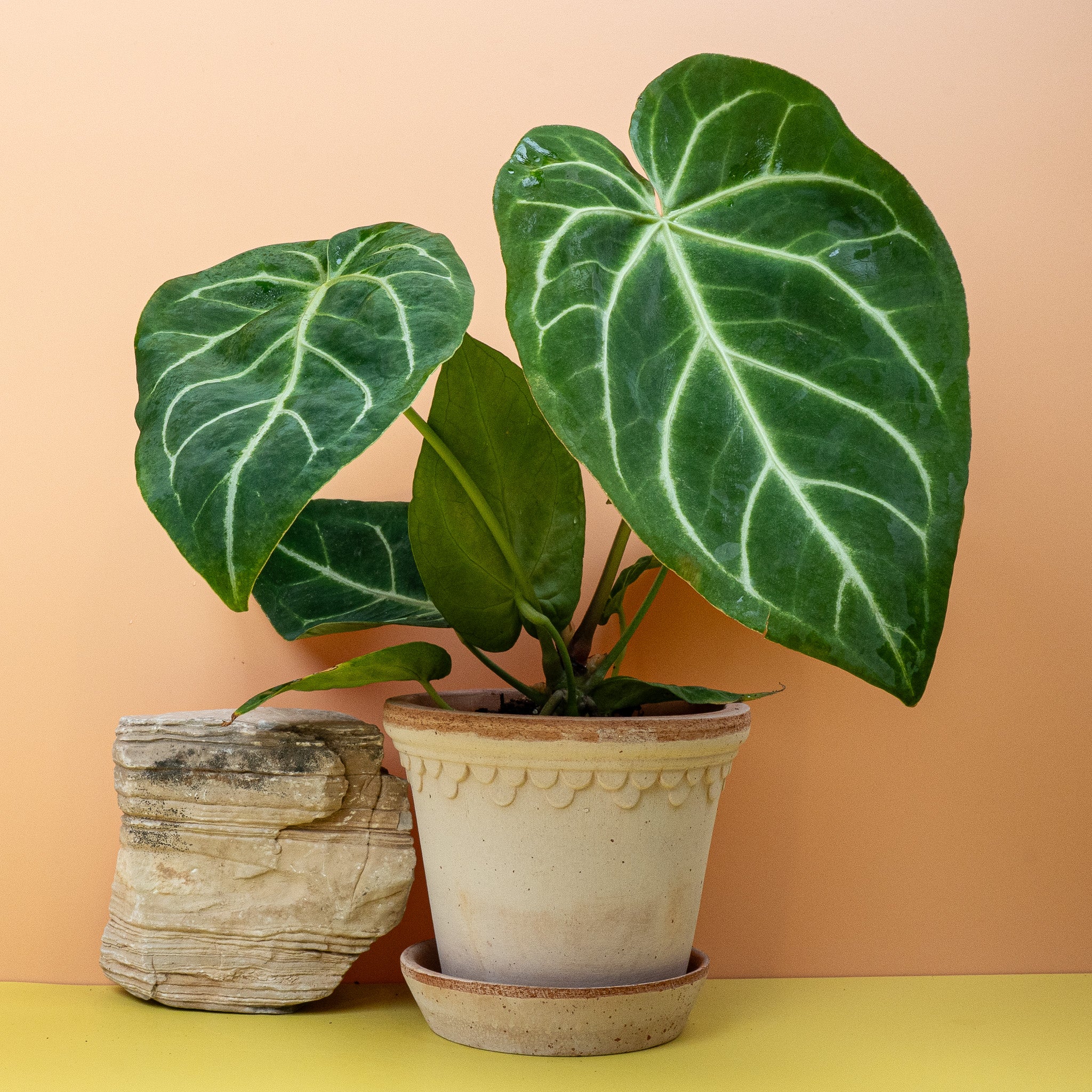 ANTHURIUM MAGNIFICUM - Image 5