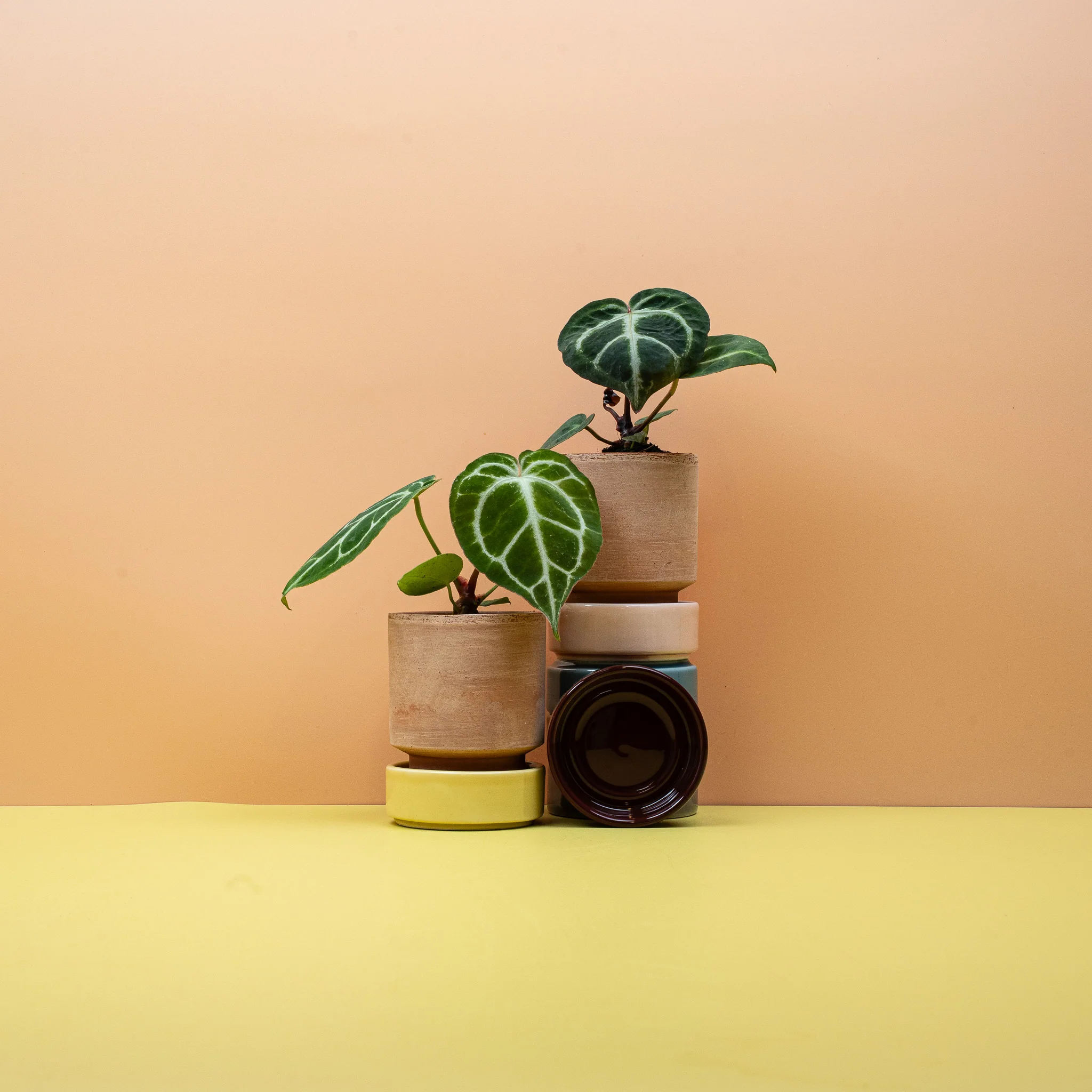 ANTHURIUM MAGNIFICUM - Image 6